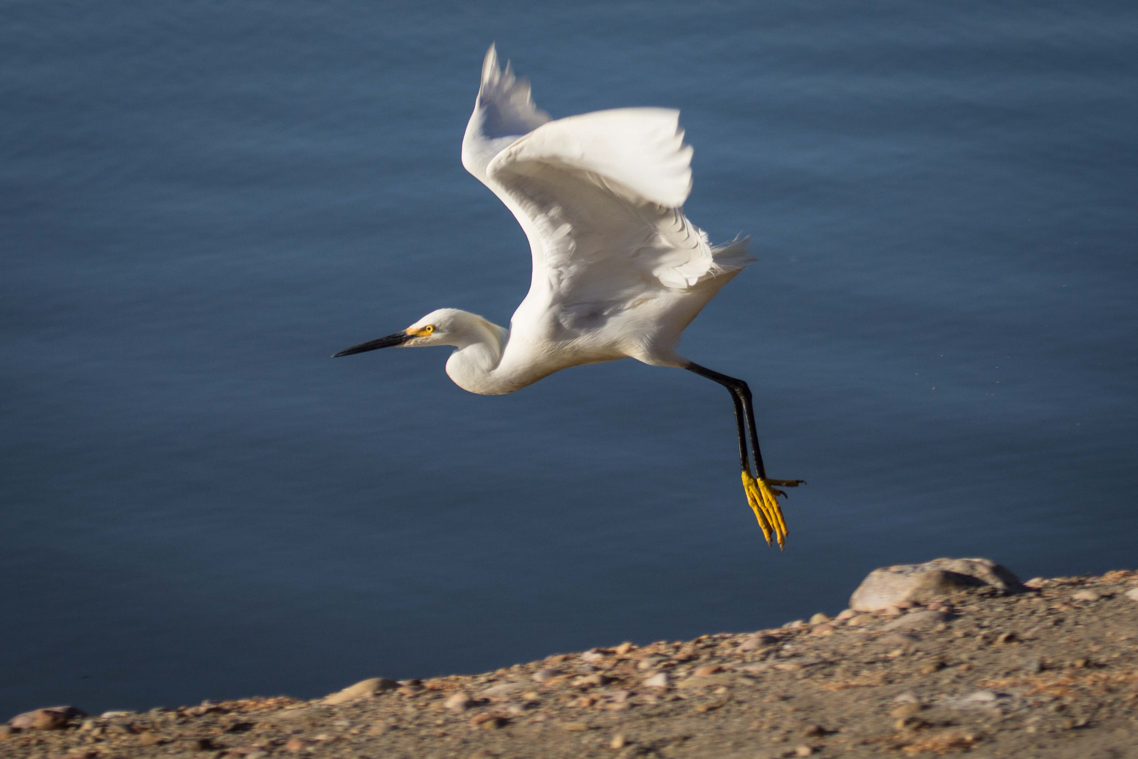 Bird of the Week: Snowy Egret | Travis Audubon