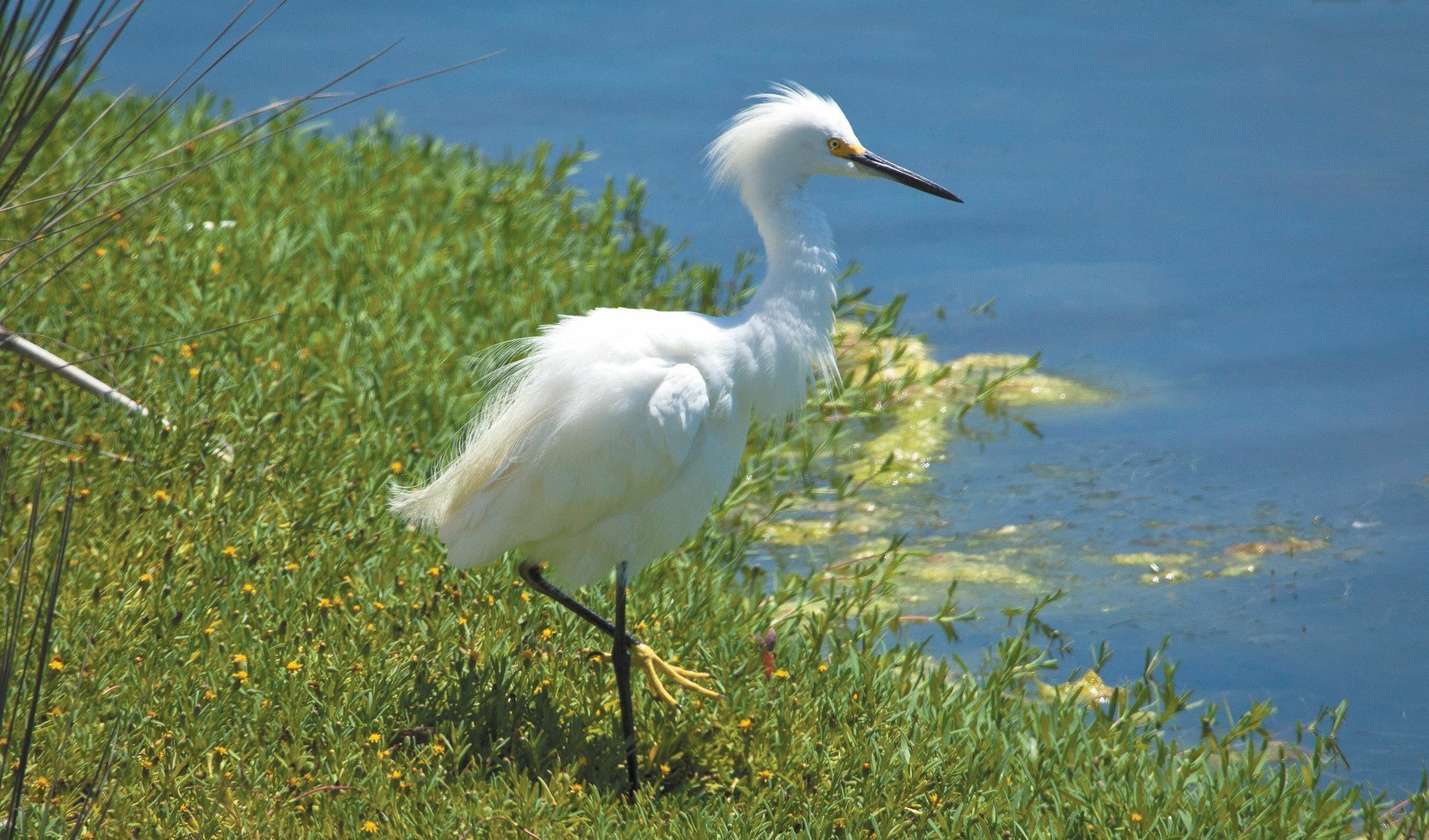 Elegant egrets easy to spot - The San Diego Union-Tribune