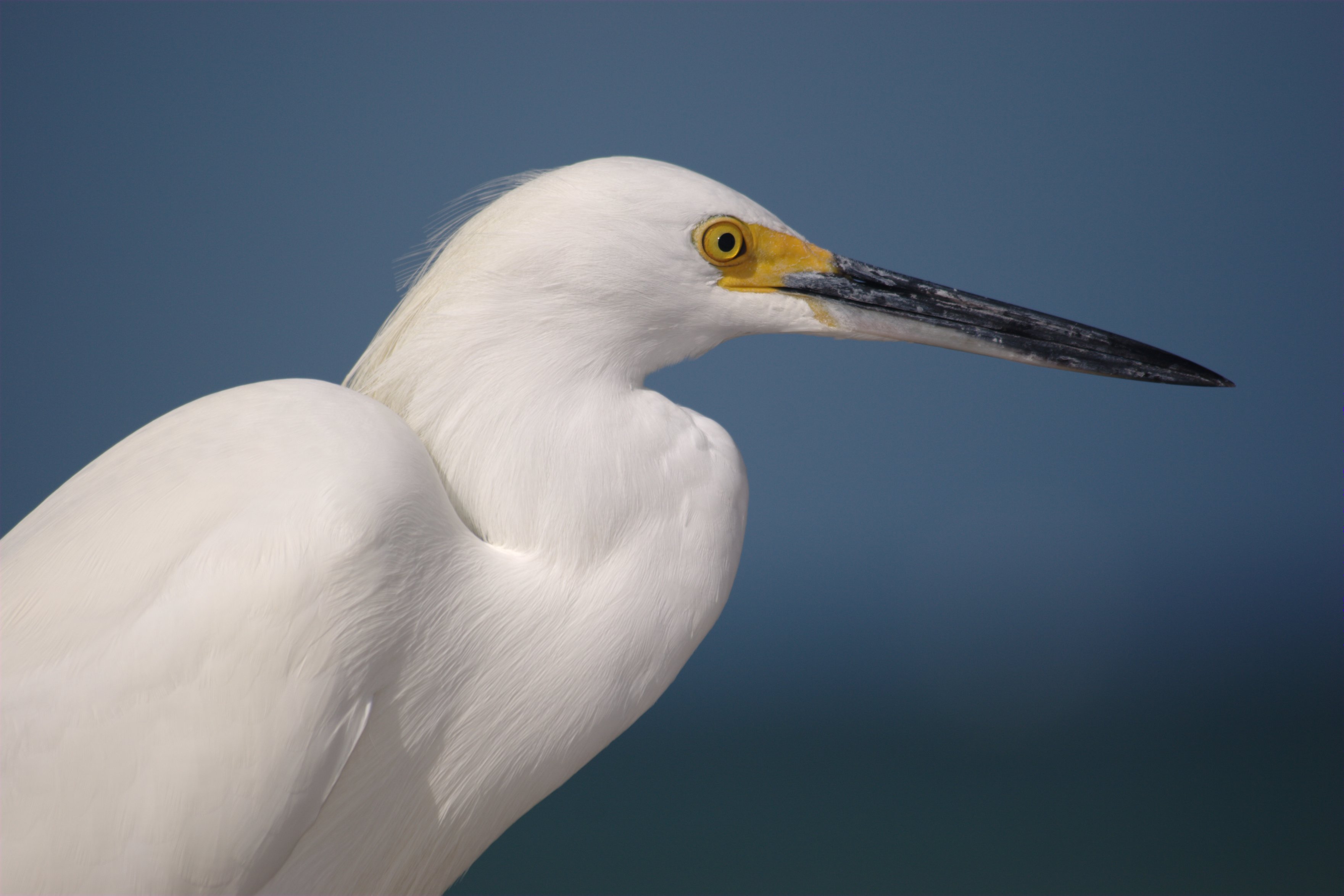 File:Snowy-egret-profile.jpg - Wikimedia Commons