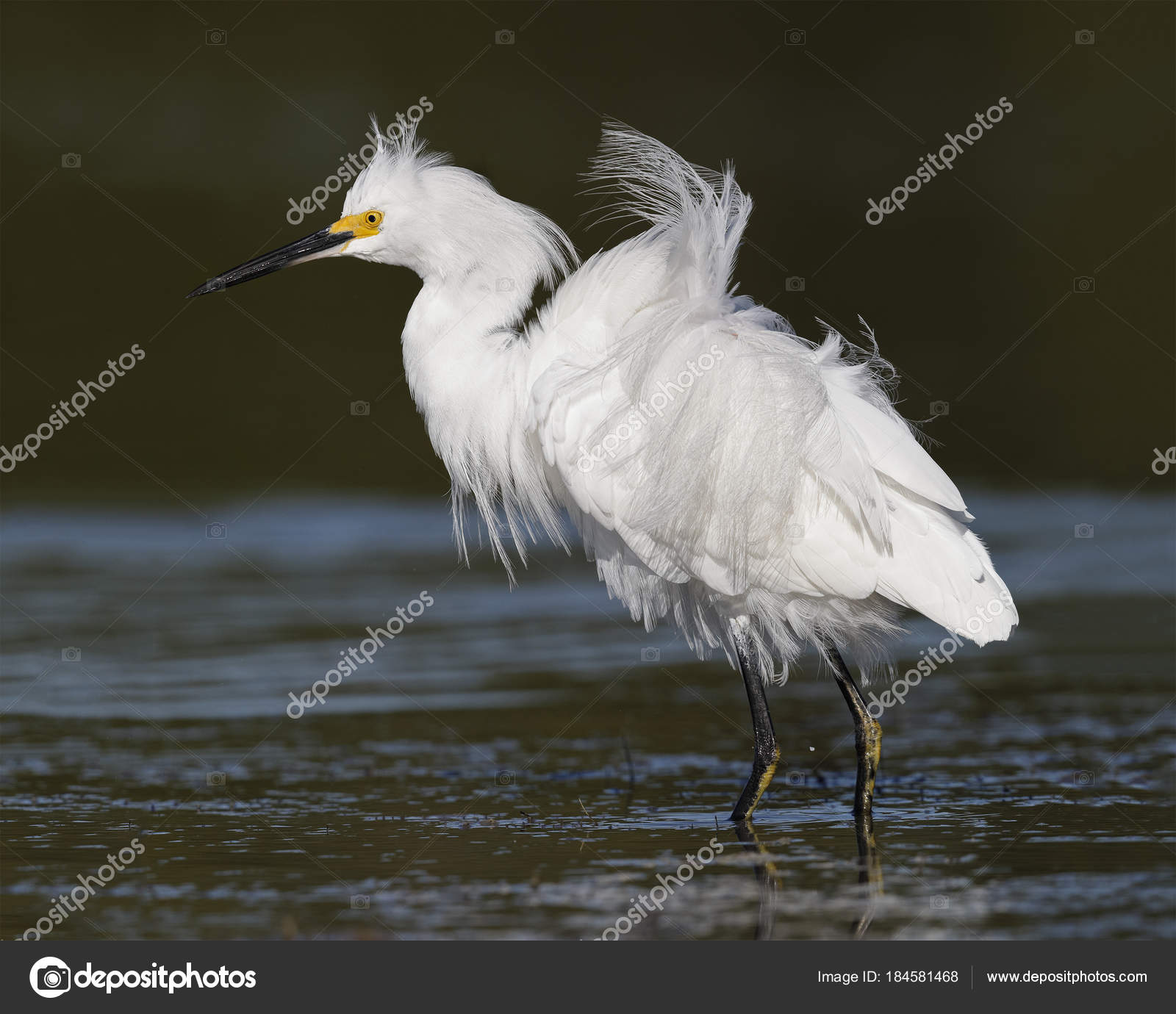 Snowy Egret in breeding plumage - Pinellas County, Florida — Stock ...