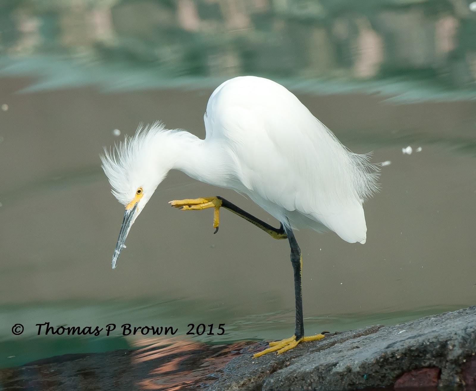 Ramblings of The Bird Nerd: Snowy Egret