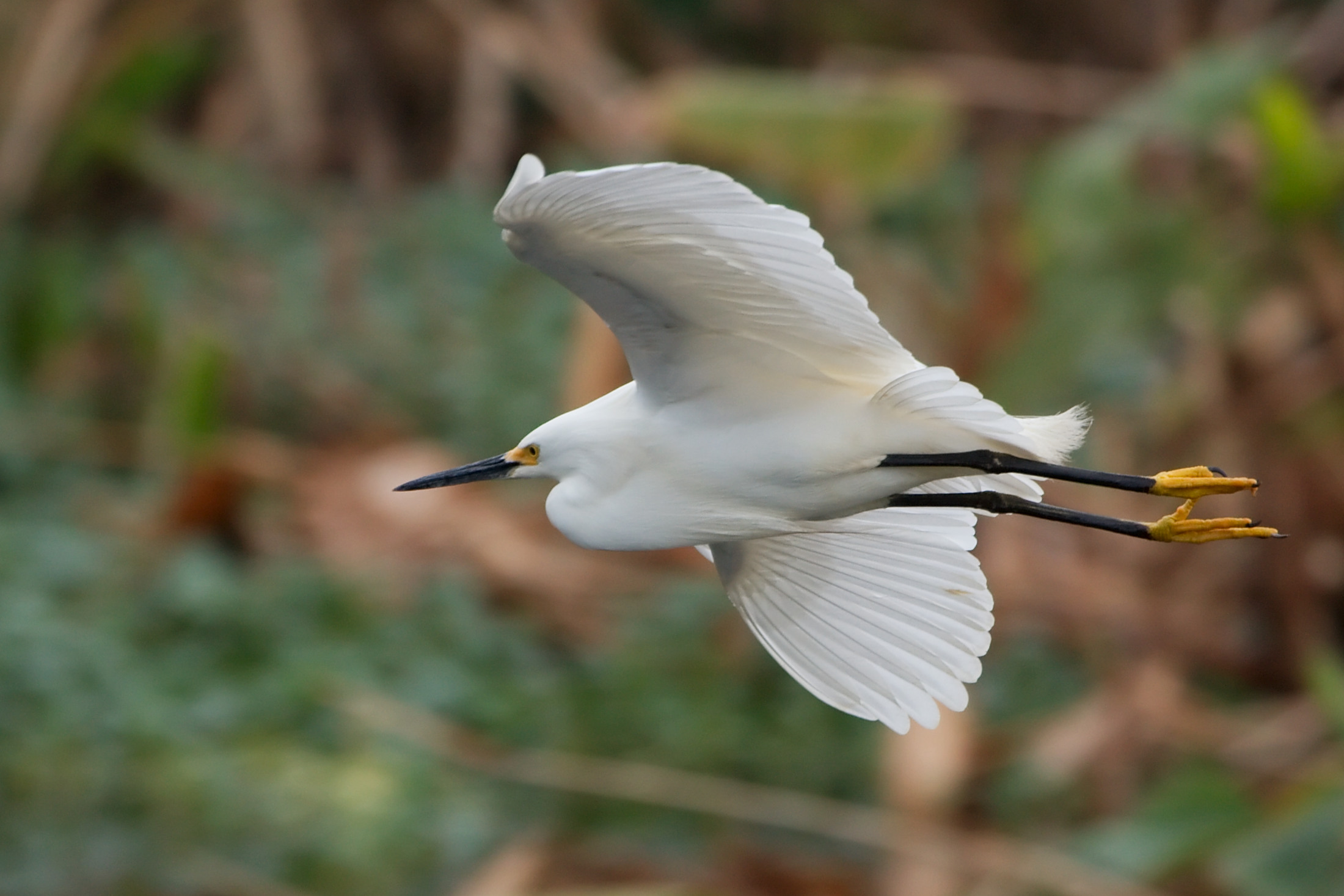 Snowy Egret | Everglades Tours | May 2, 2015