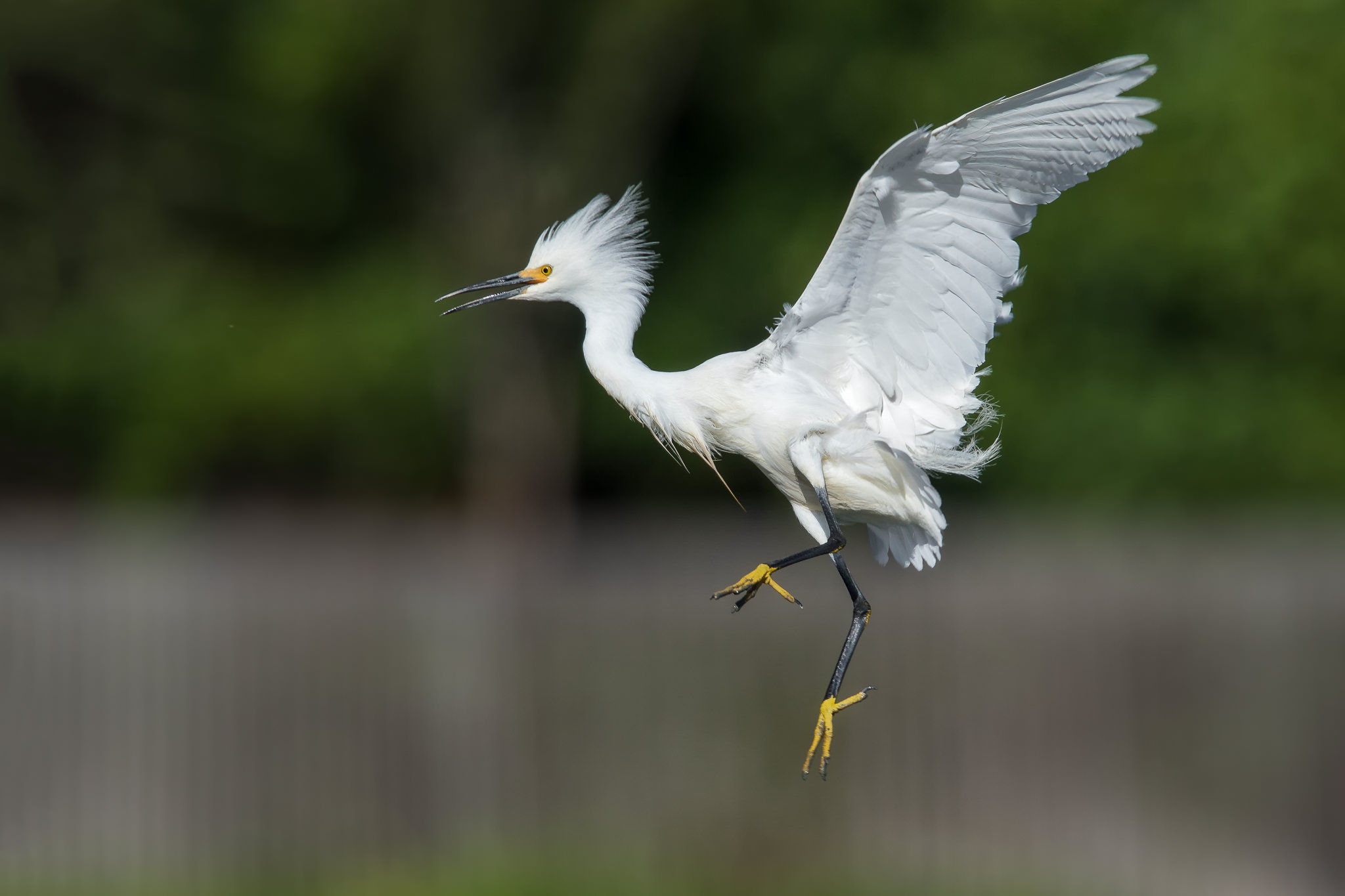 Snowy egret photo