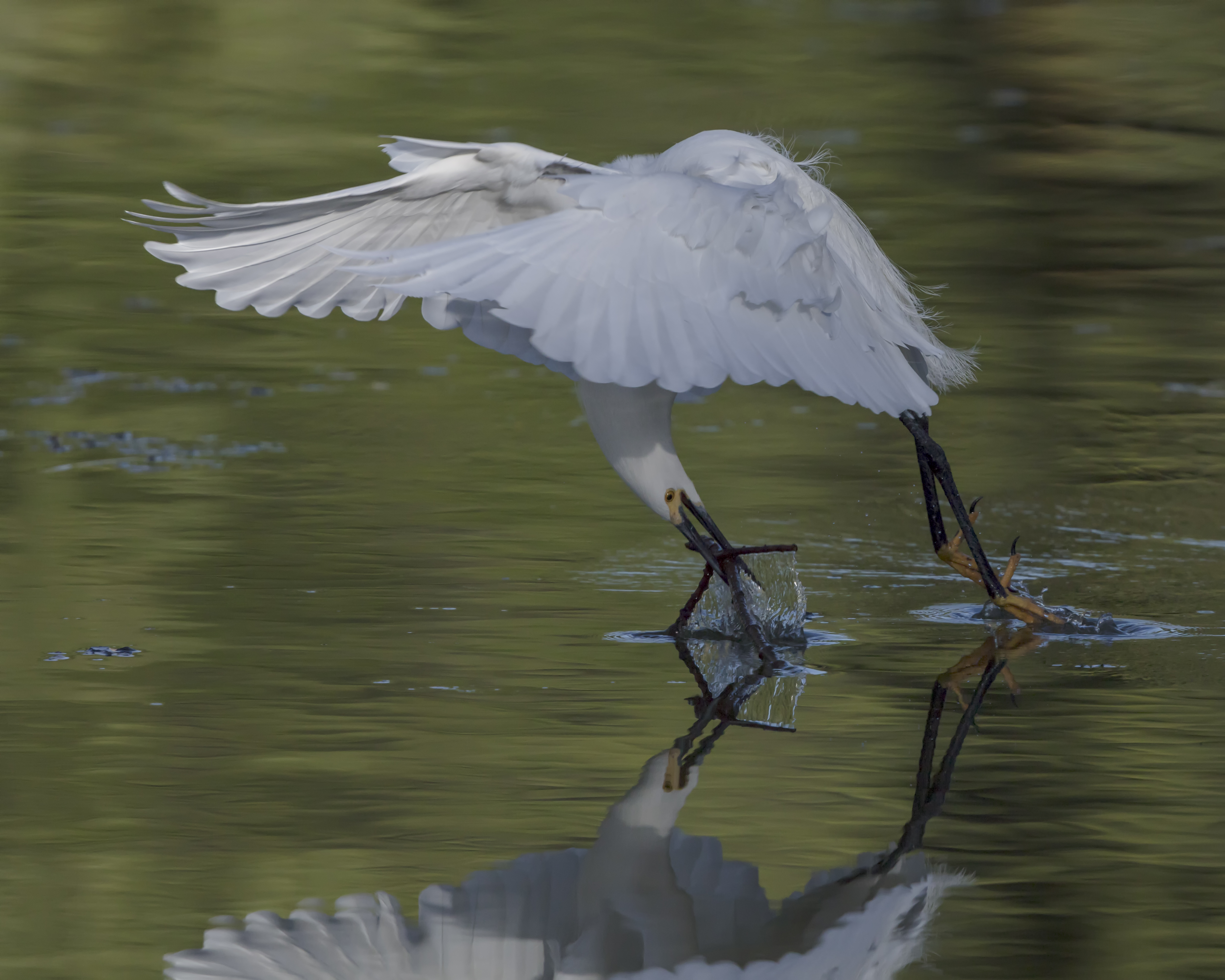 Snowy Egret Acrobatics | Shutterbug