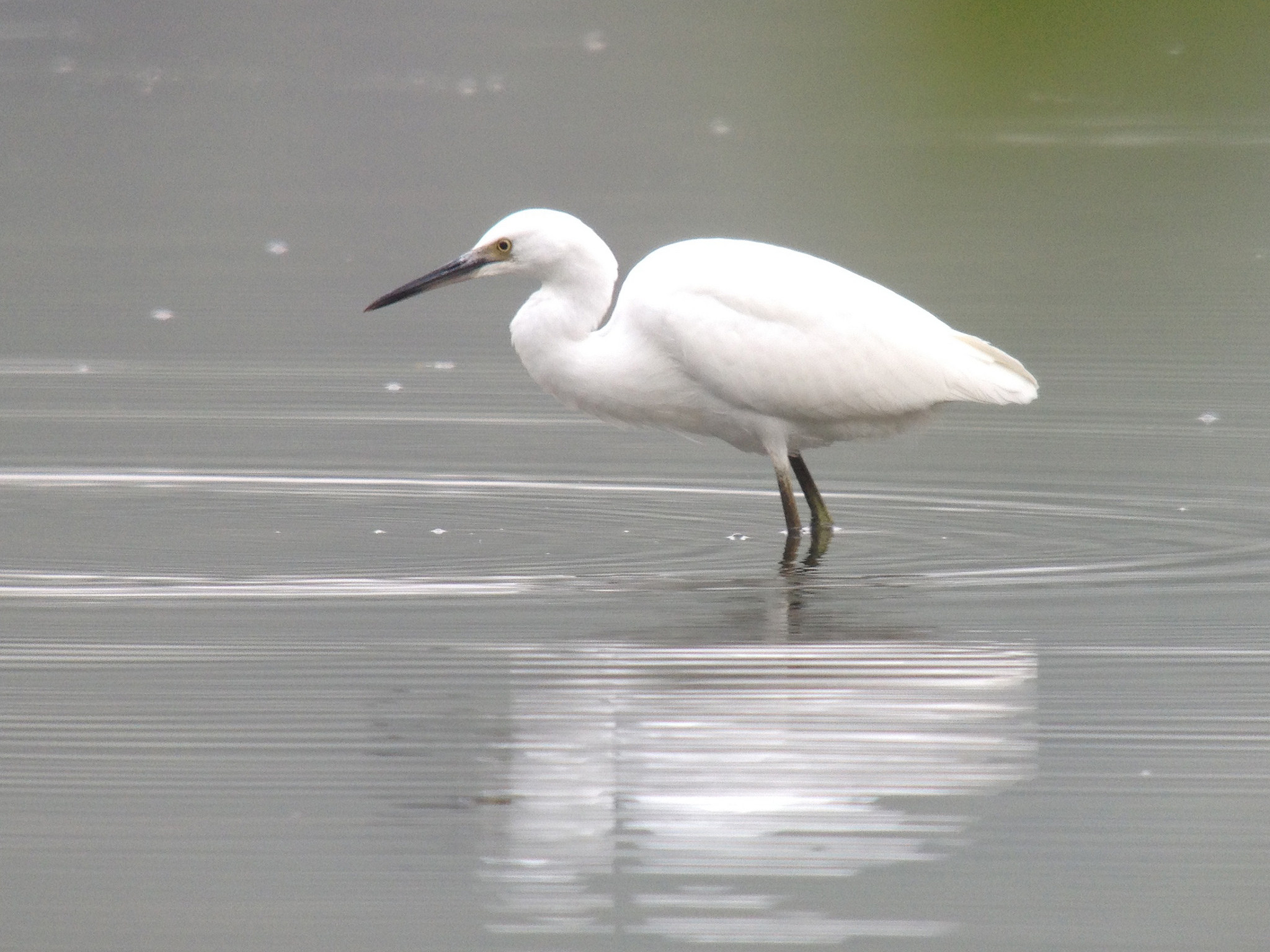 Quabbin birding and beyond: Snowy Egret along the river