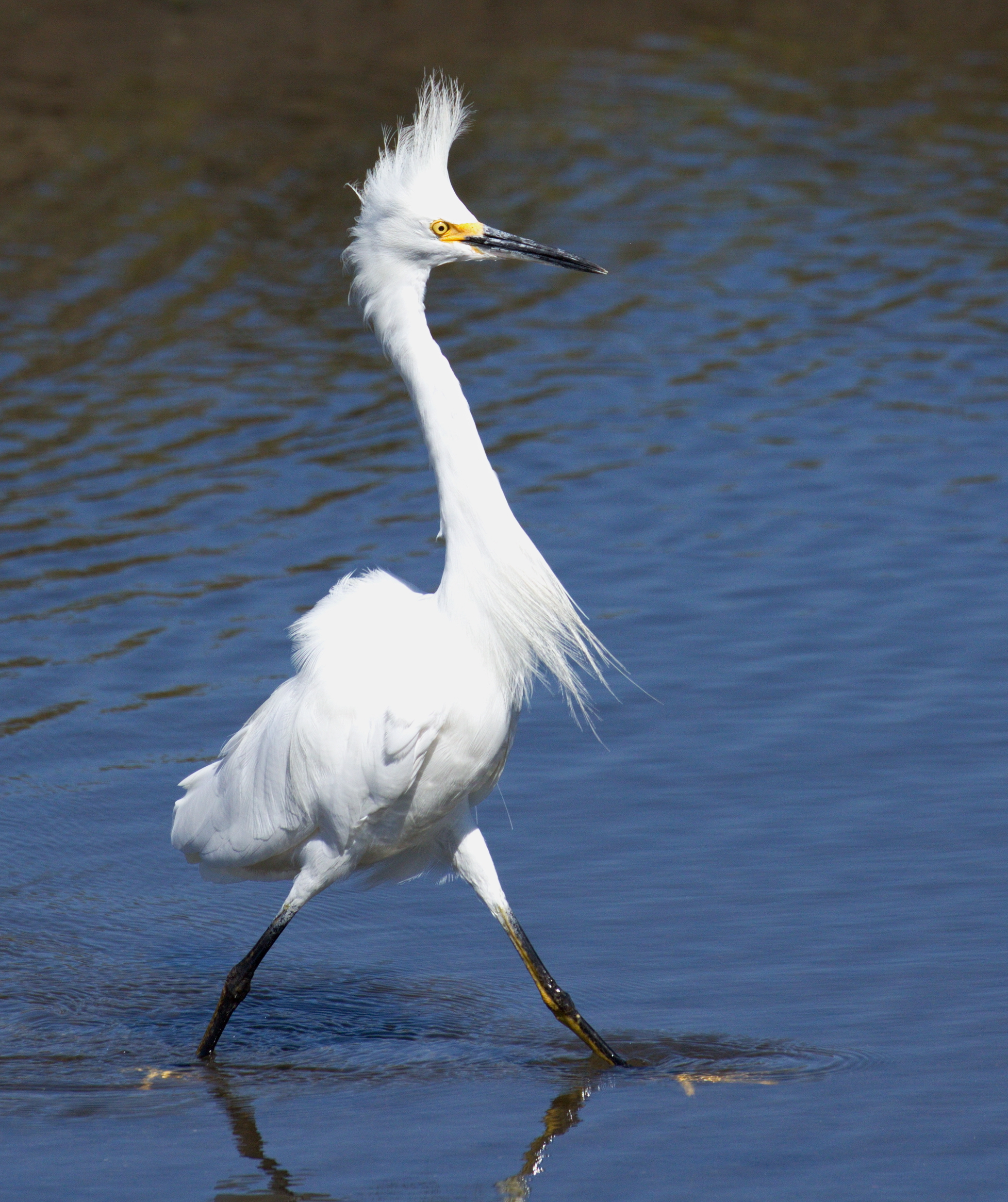 Snowy Egret | San Diego Bird Spot