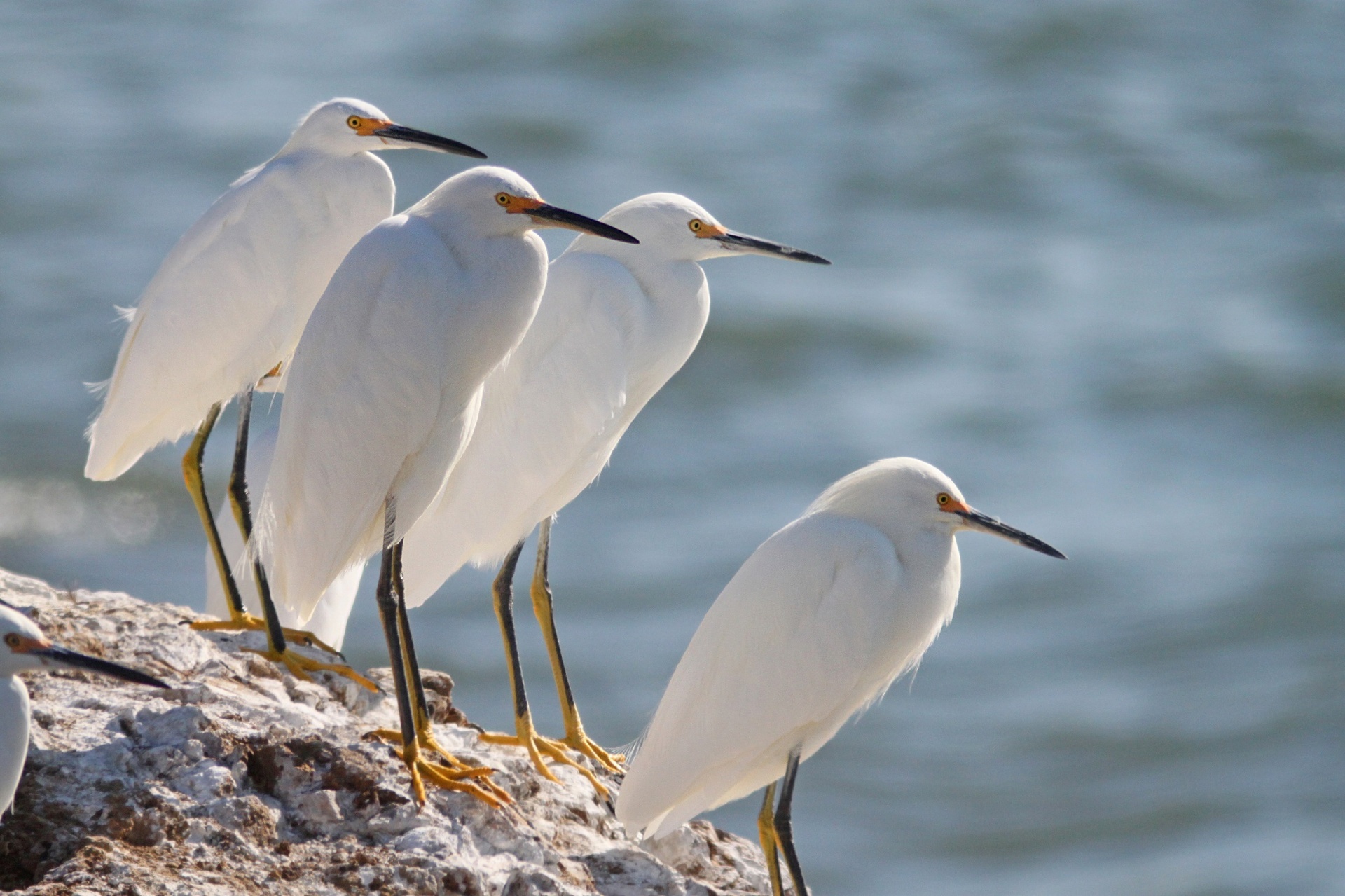 Snowy Egrets Free Stock Photo - Public Domain Pictures