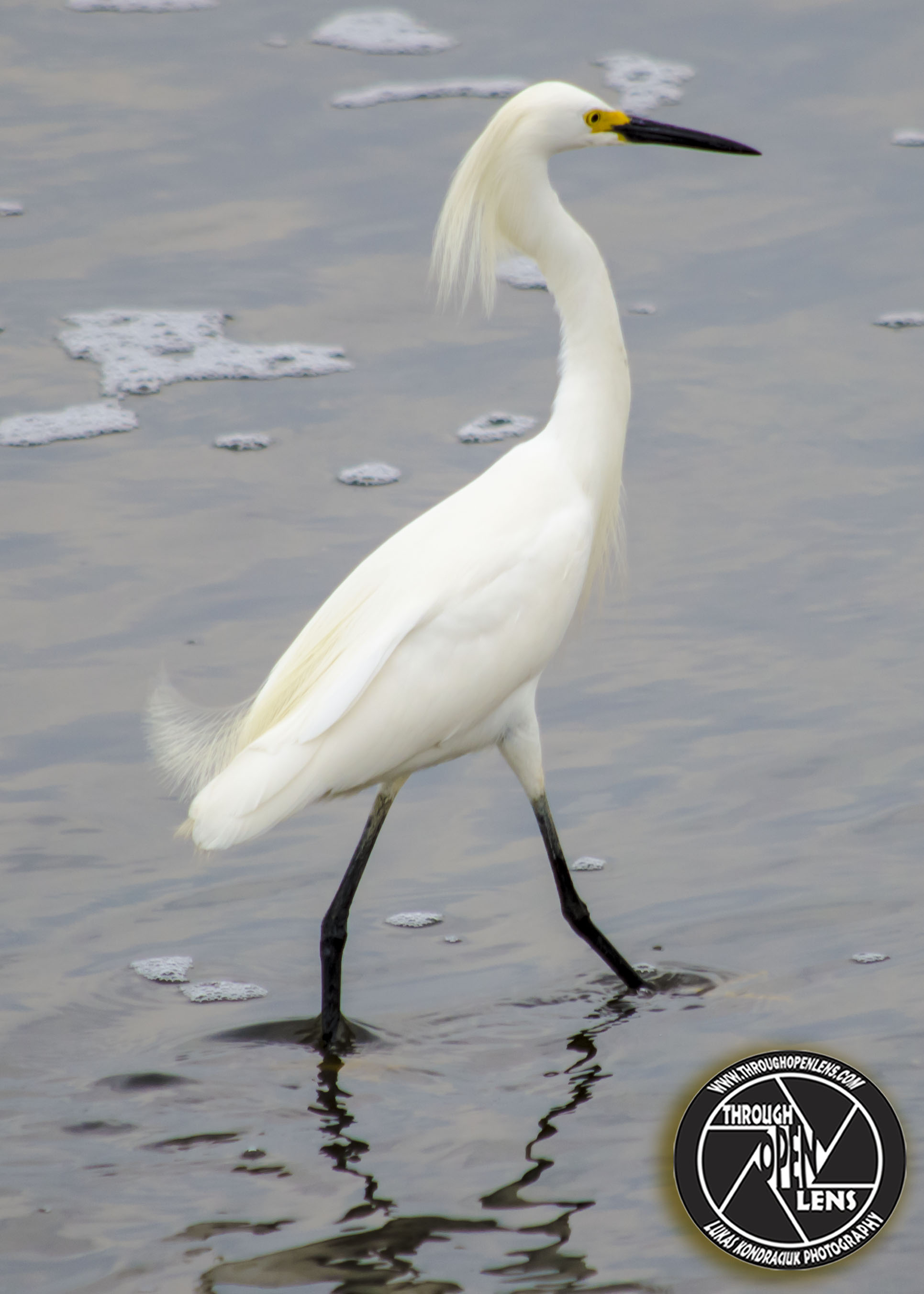 Snowy Egret – Through Open Lens