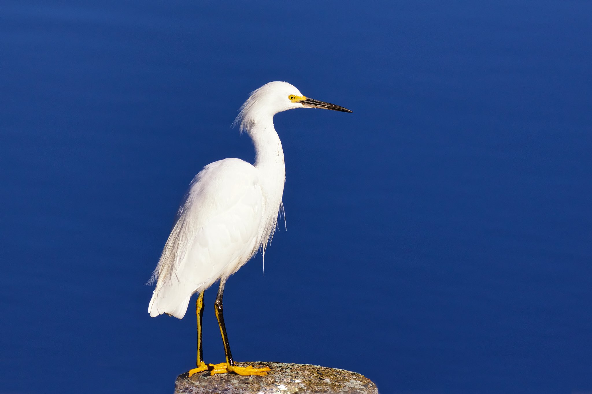 Snowy Egret | Rancho Murieta Online