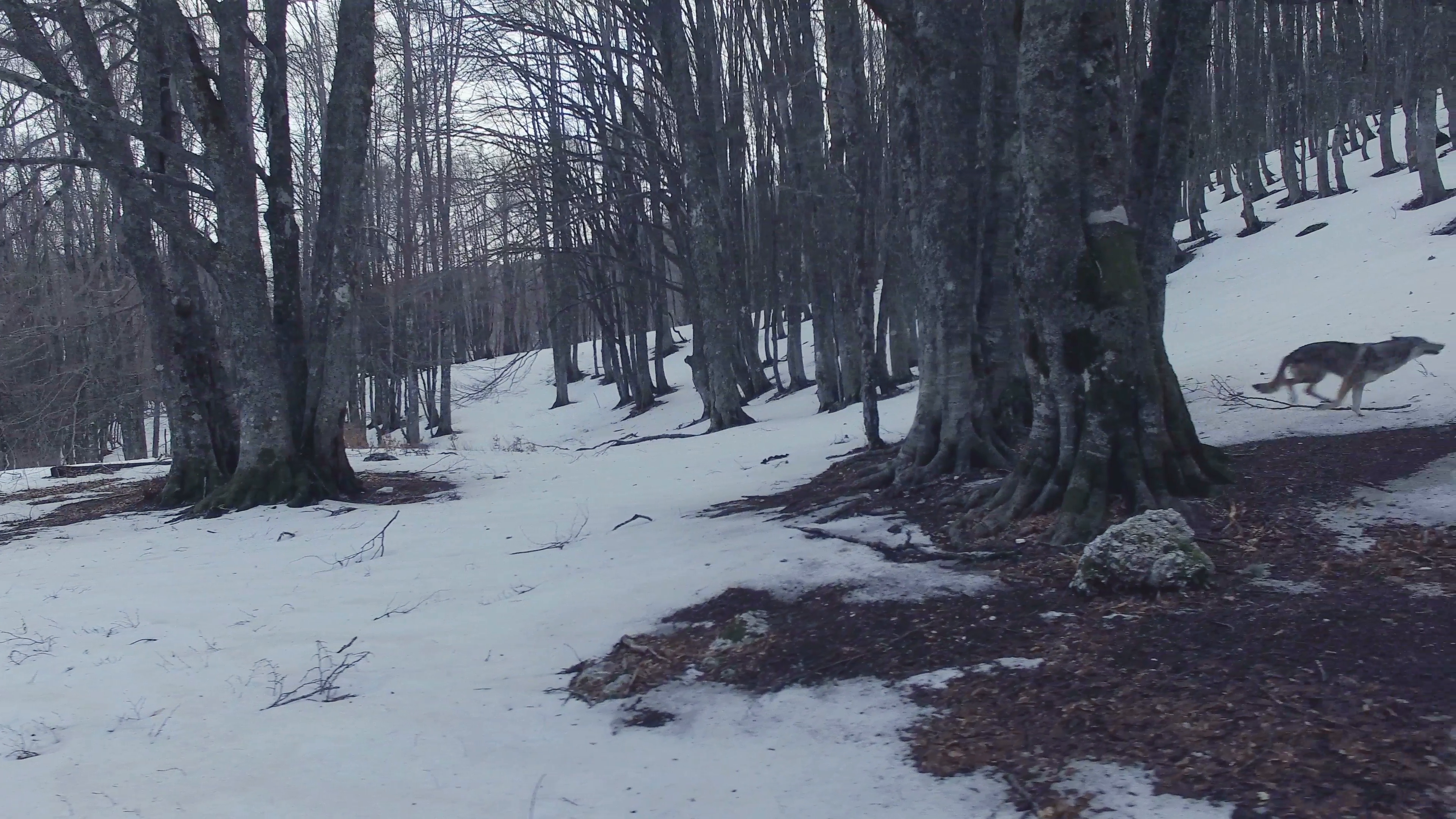 A wolf runs in a snowy forest in the mountains at the evening. Drone ...