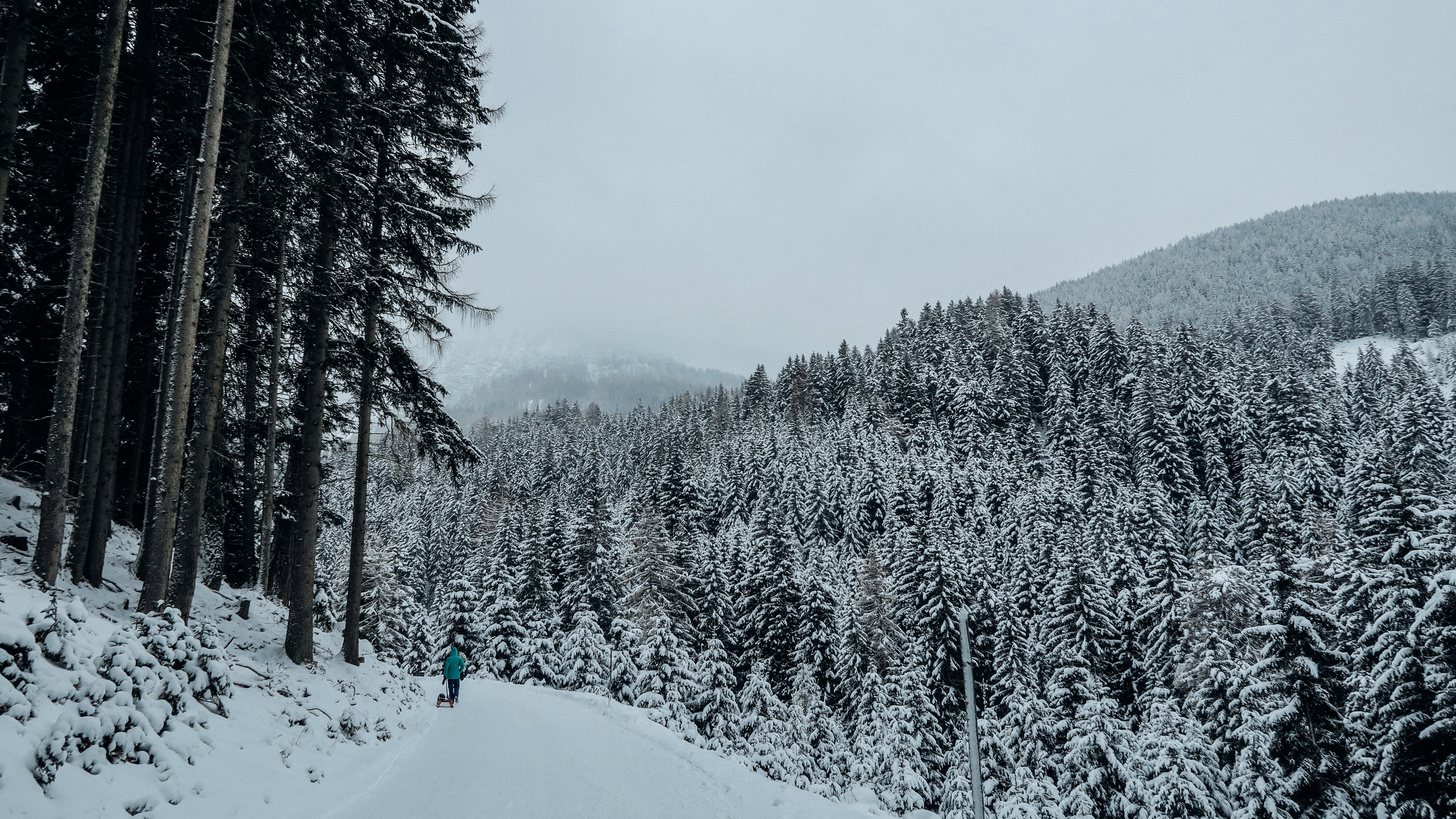 Snowy Forest - Free Stock Photos | Life of Pix