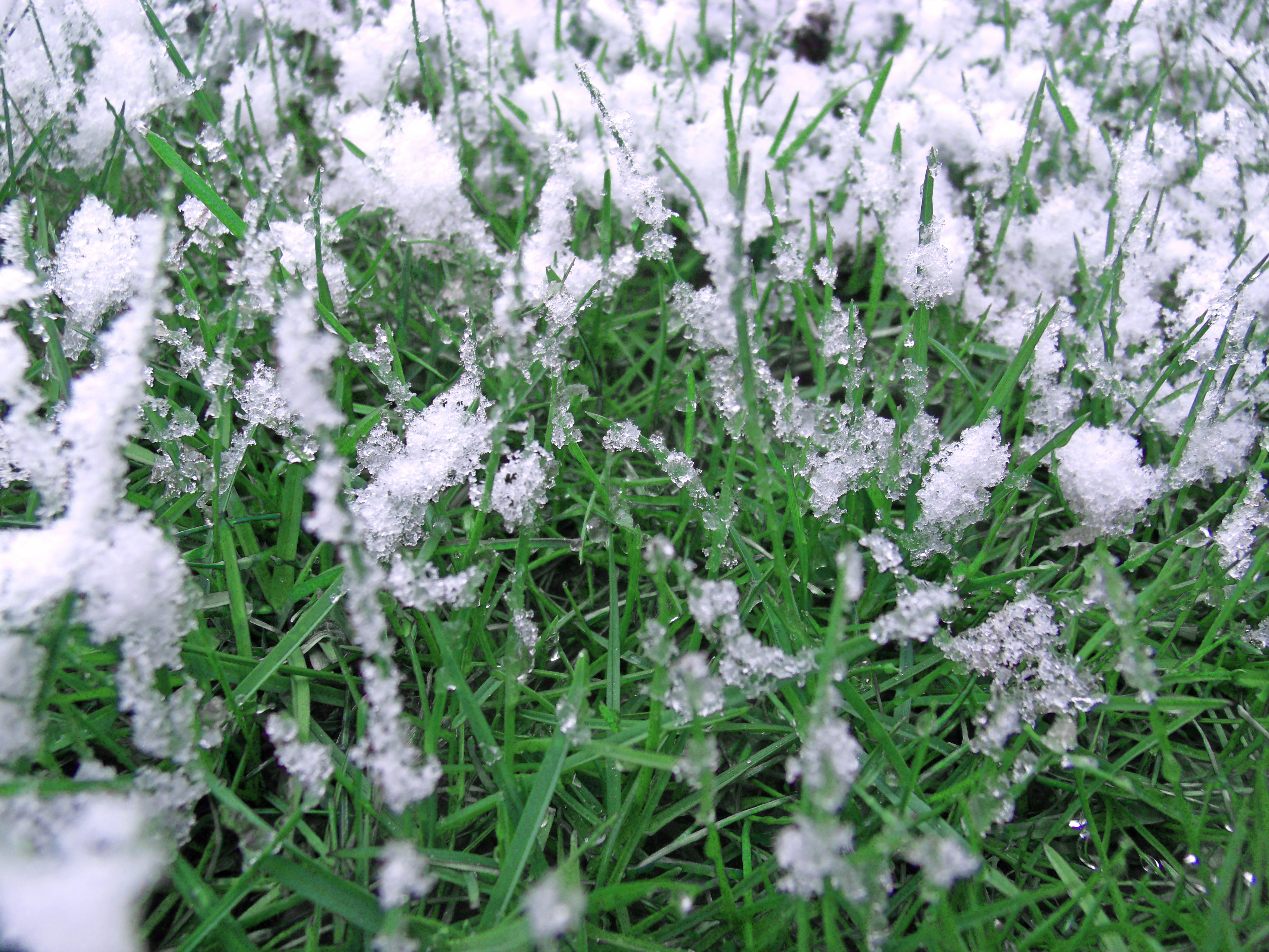 Snowy grass photo