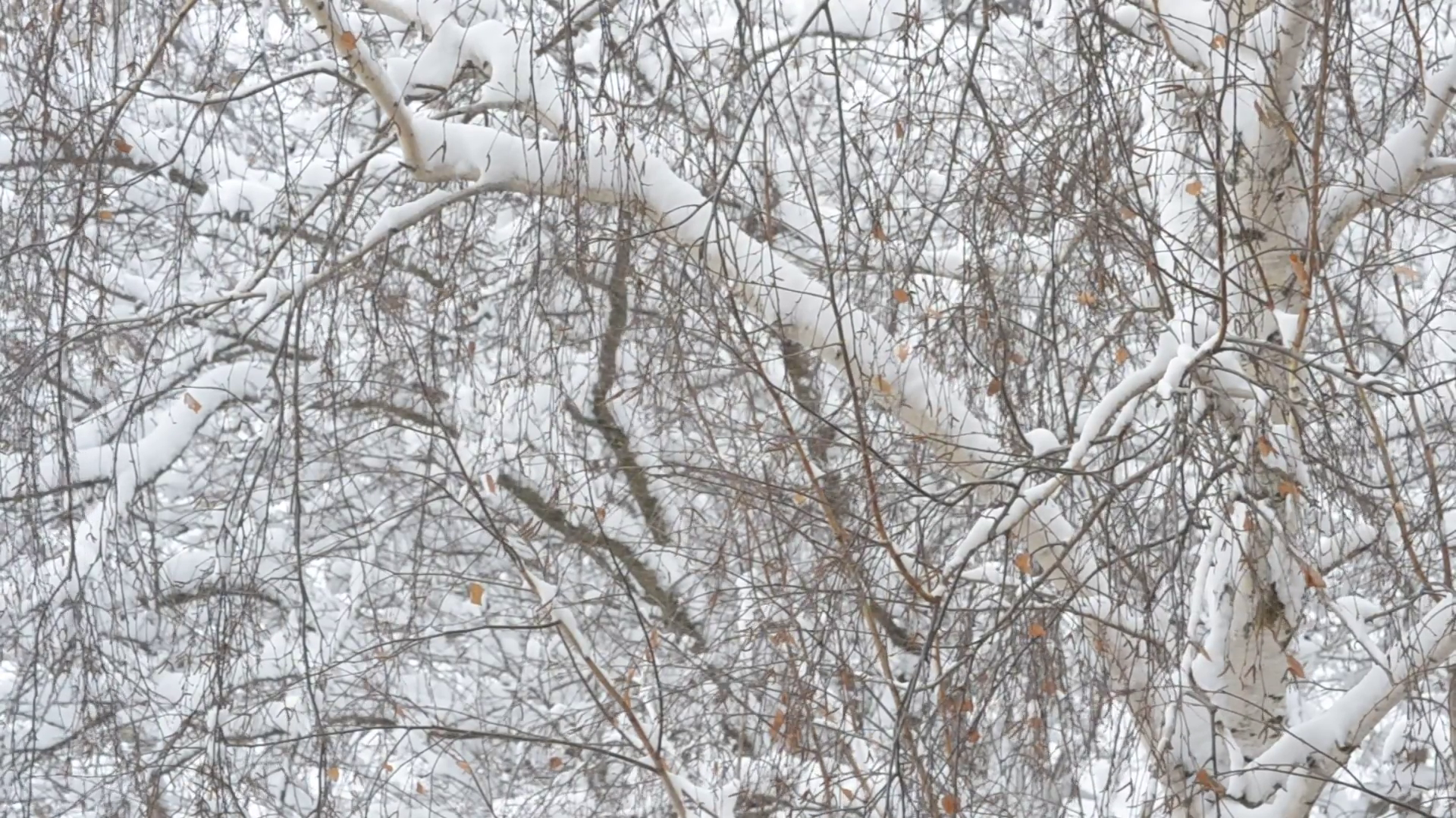 Snow falling on background of birch tree with leafless branches ...