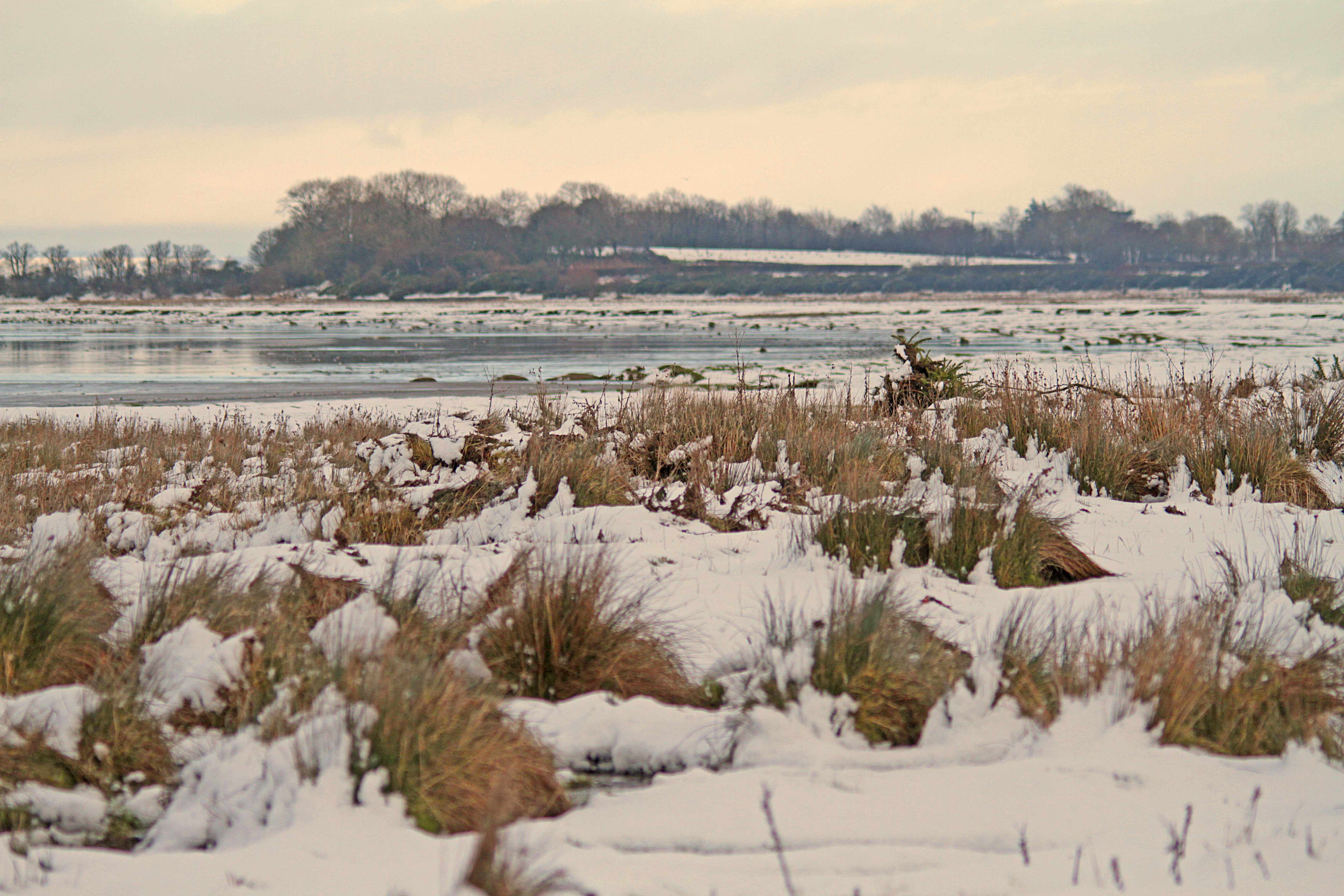Snowy marsh photo