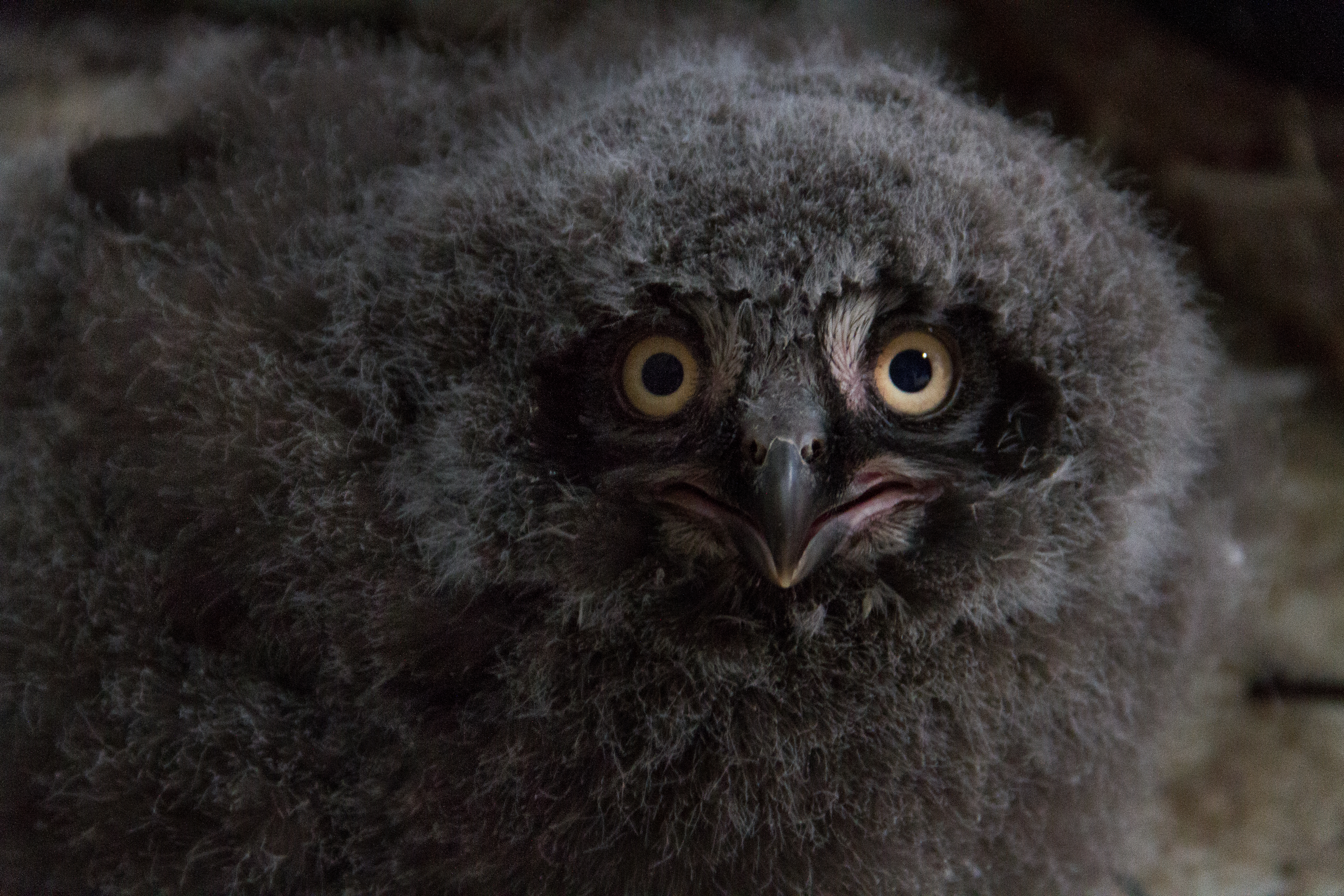 Tulsa Zoo Celebrates Hatching Snowy Owl Chicks | Tulsa Zoo