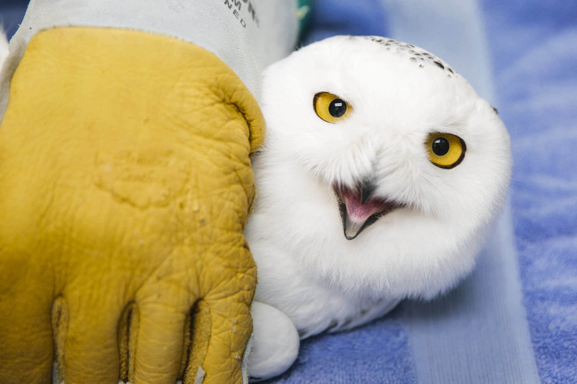 Snowy owl photo