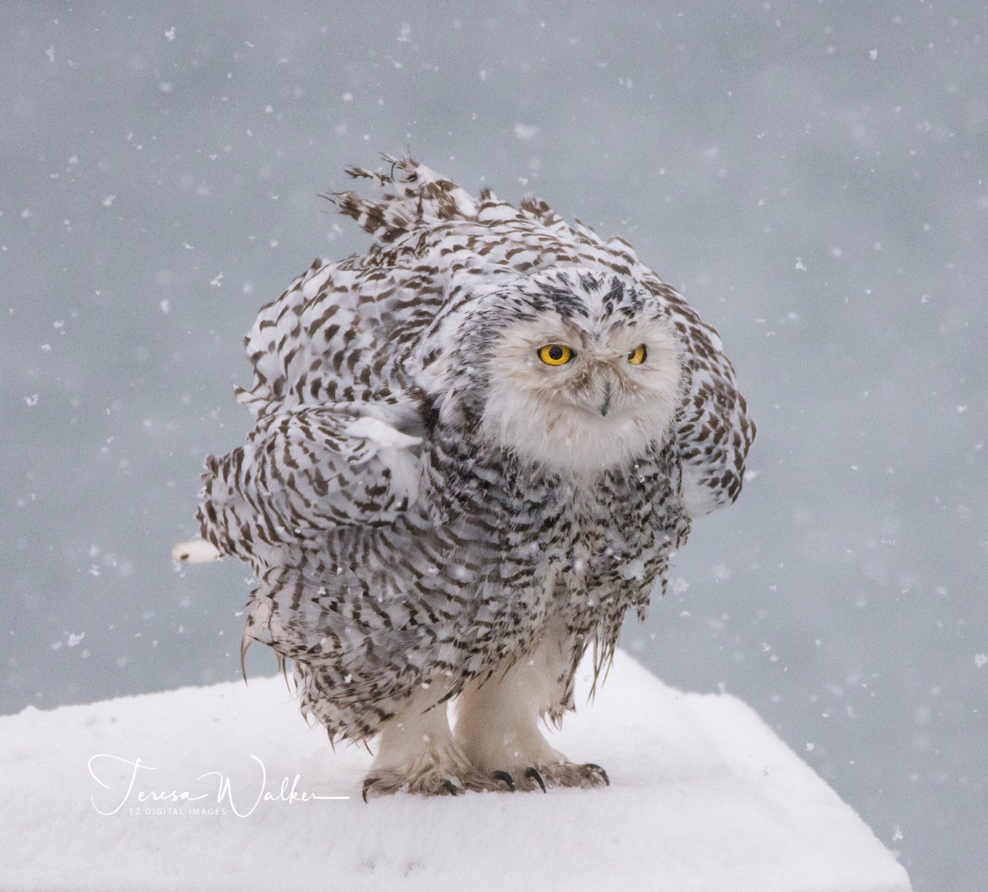 Rare sight! Snowy owls spotted in Northeast Ohio | fox8.com
