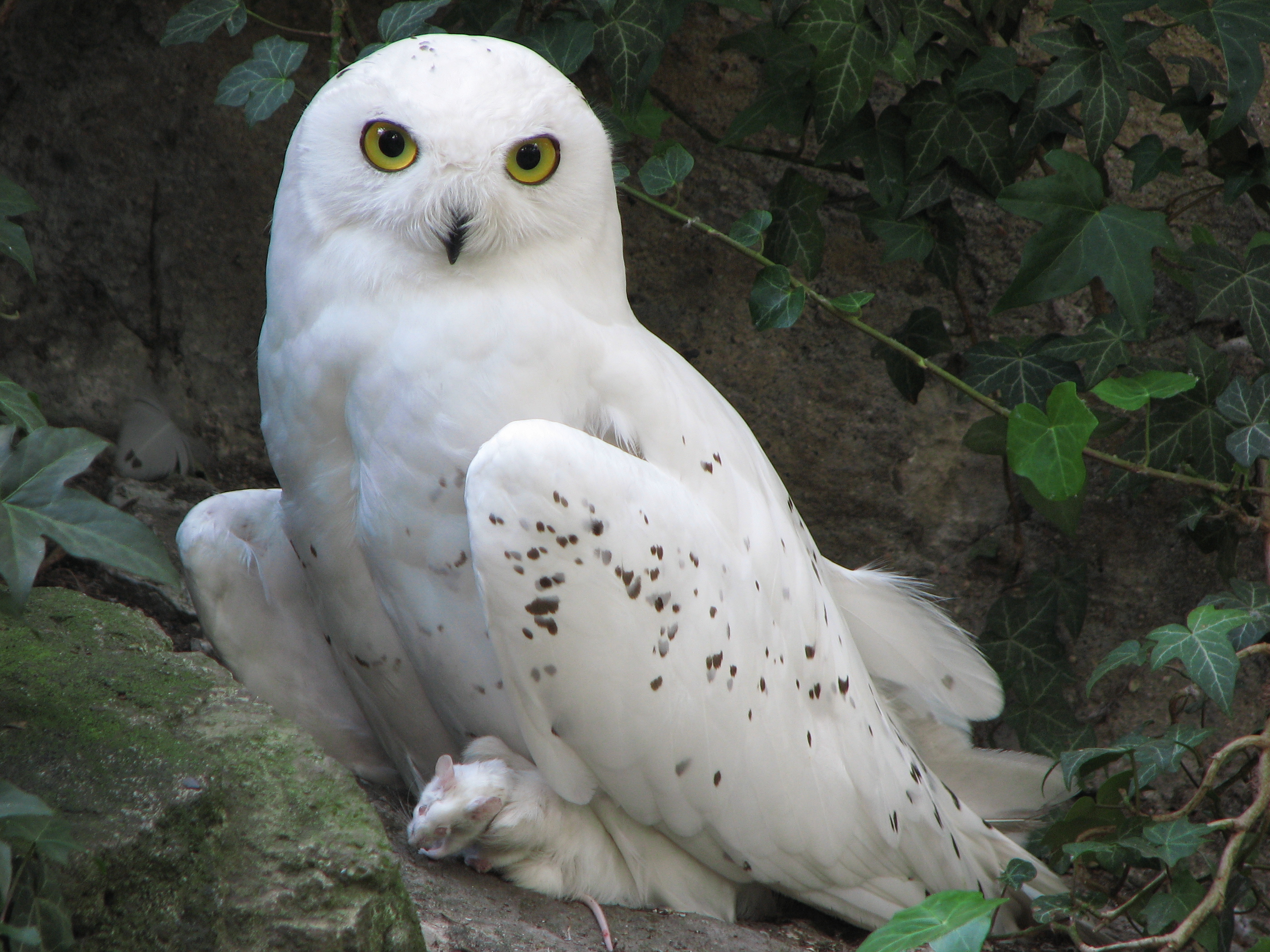 File:Nyctea-scandiaca-snowy-owl-0a.jpg - Wikimedia Commons
