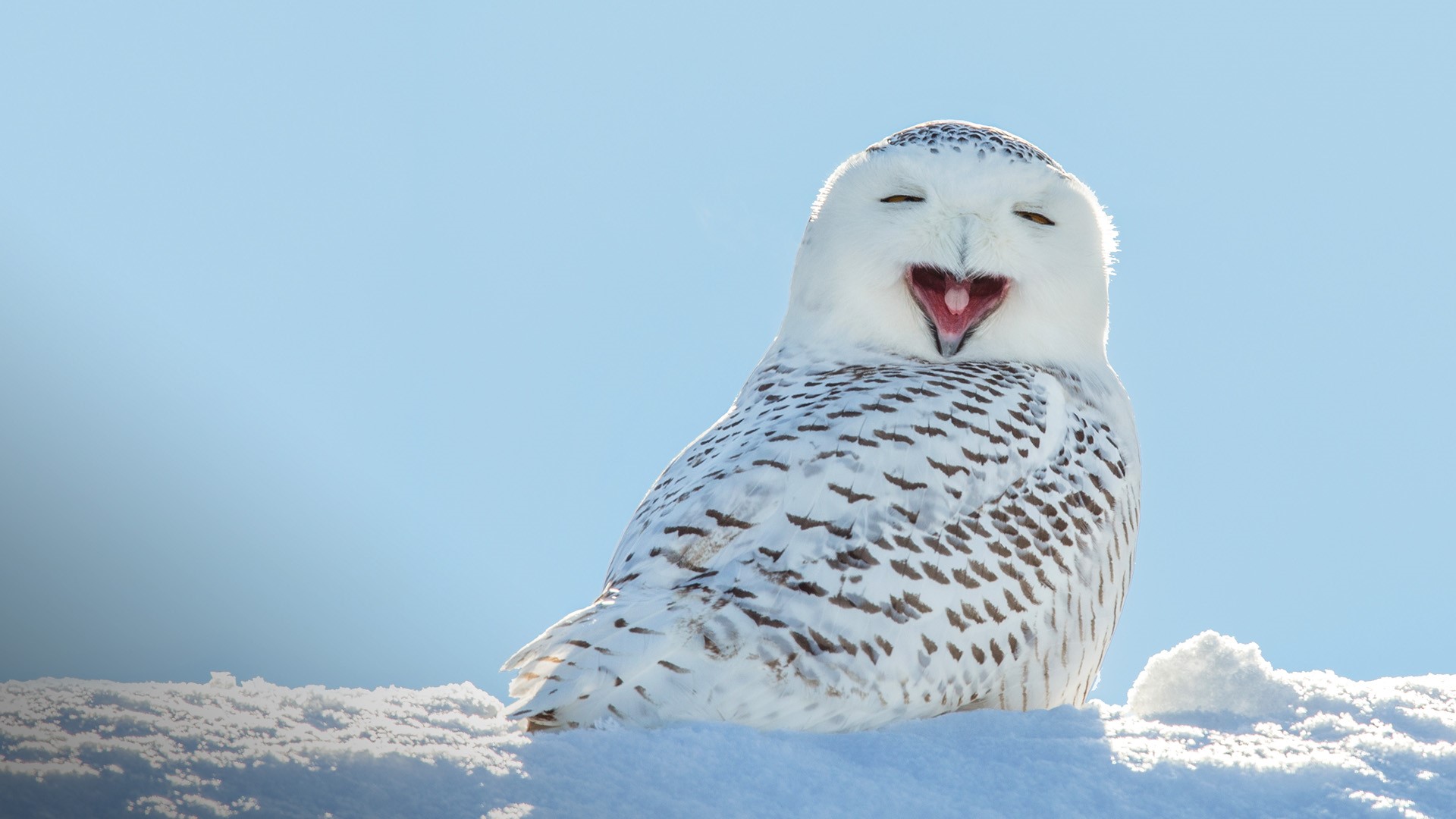 Snowy owl yawning, which makes it look like its laughing, Wisconsin ...