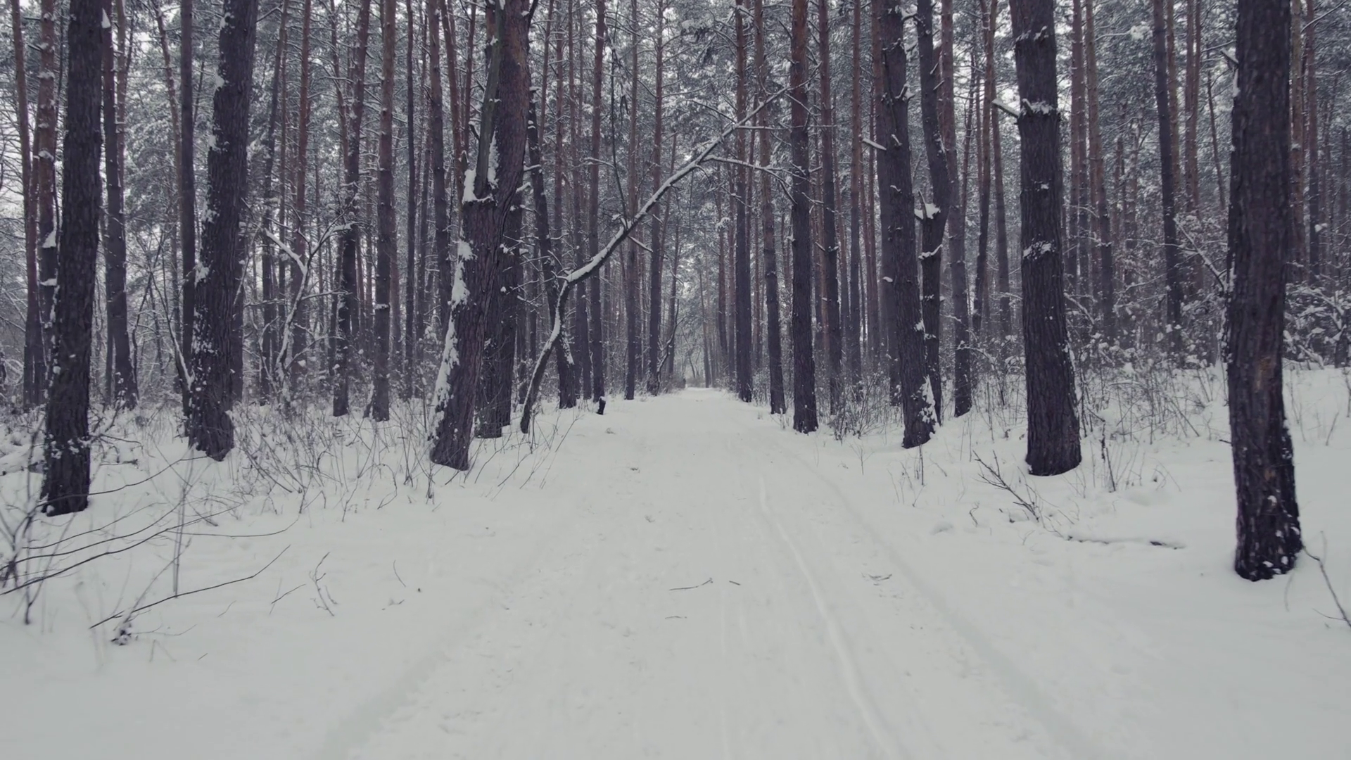 Walking in the Pine Wood on Snowy Path in Winter Stock Video Footage ...