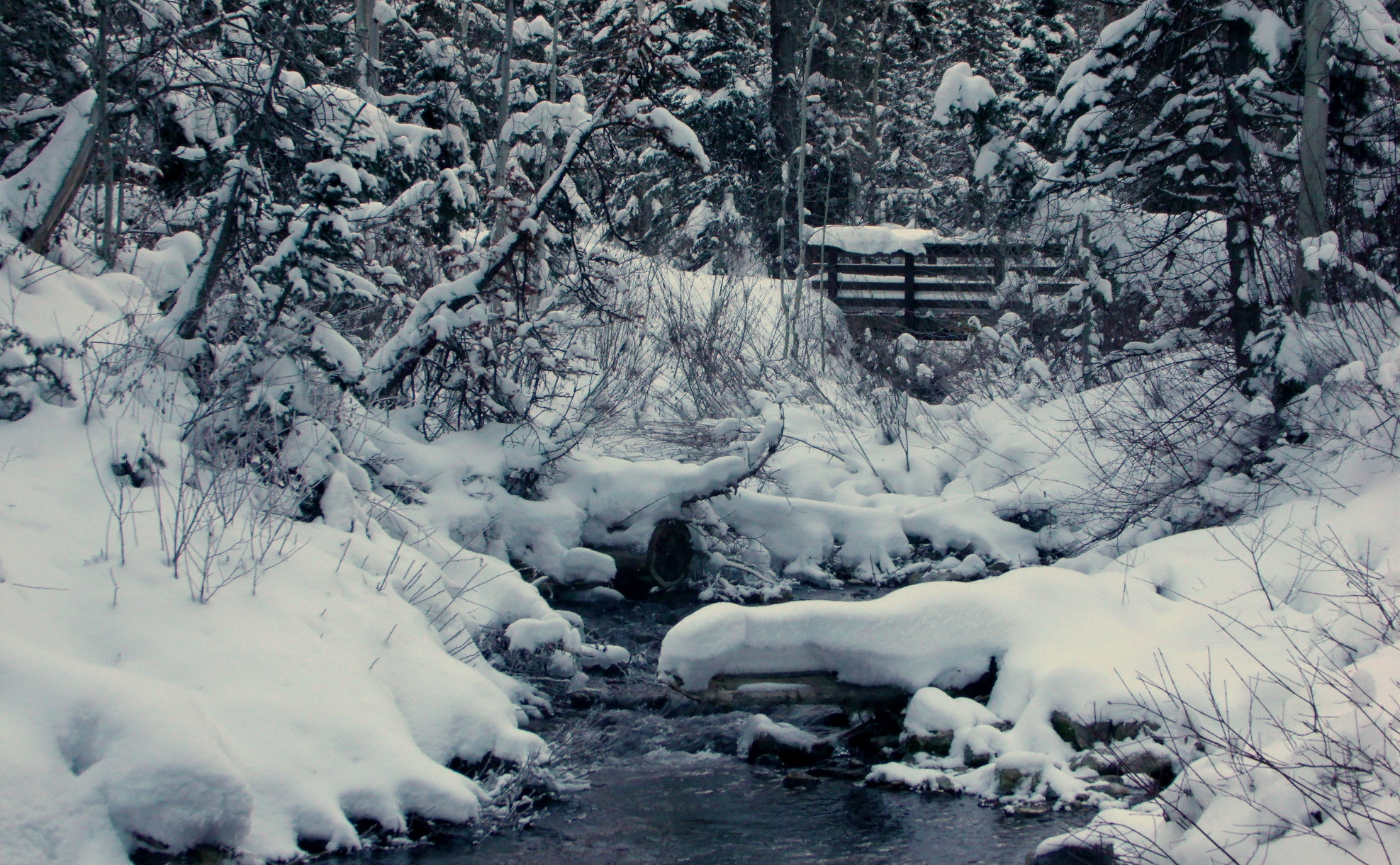 snowy stream bank | Scott's Place...Images and Words