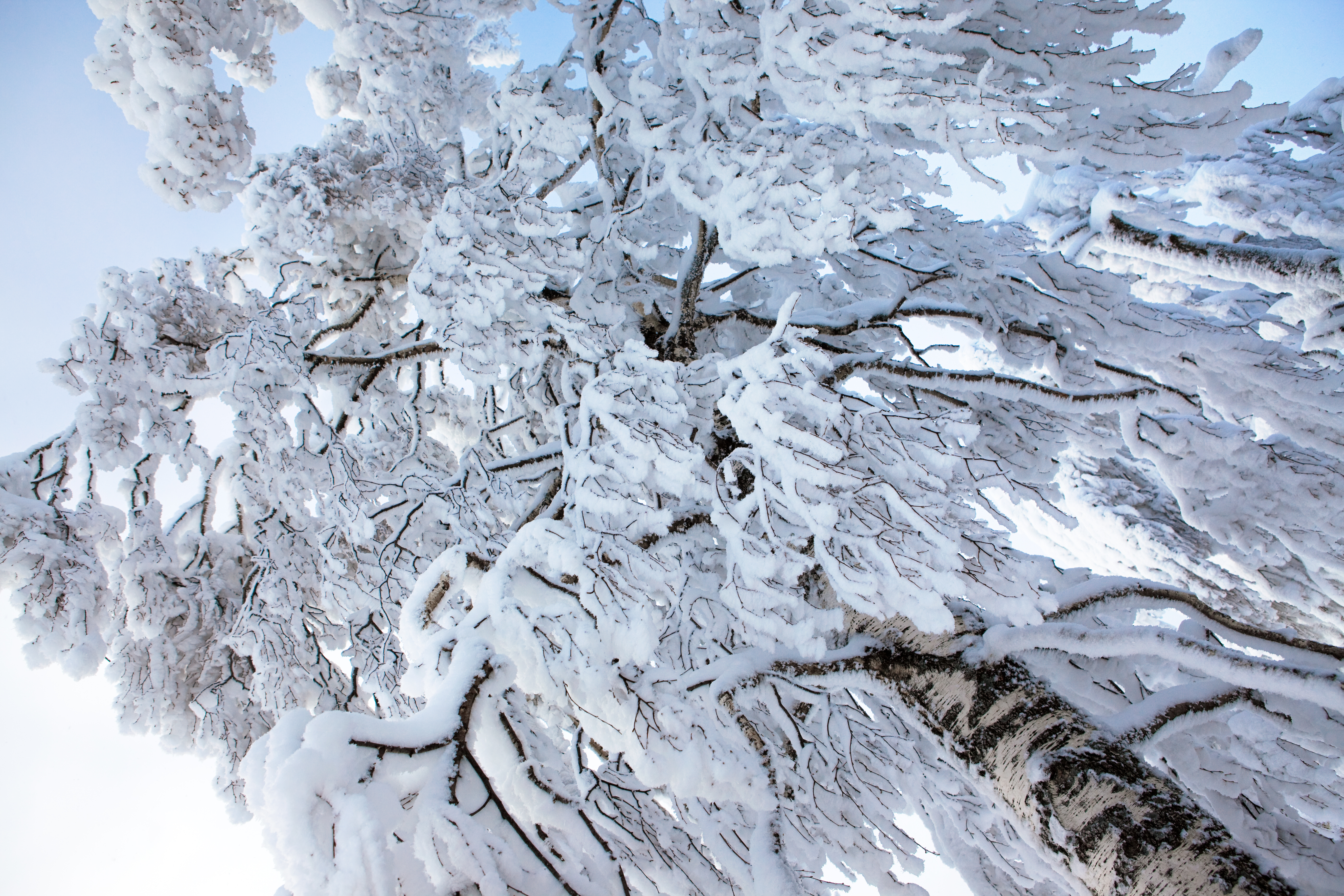 Snowy tree photo
