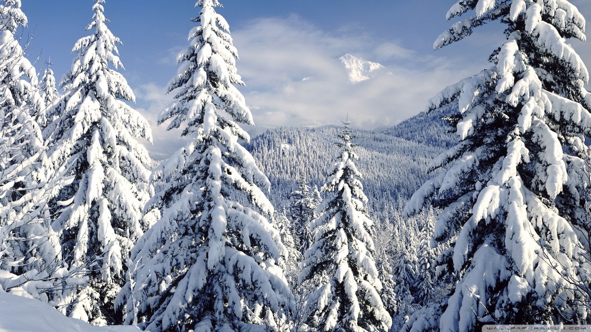 Snowy Trees wallpaper | 1920x1080 | #79851 | Winter | Pinterest