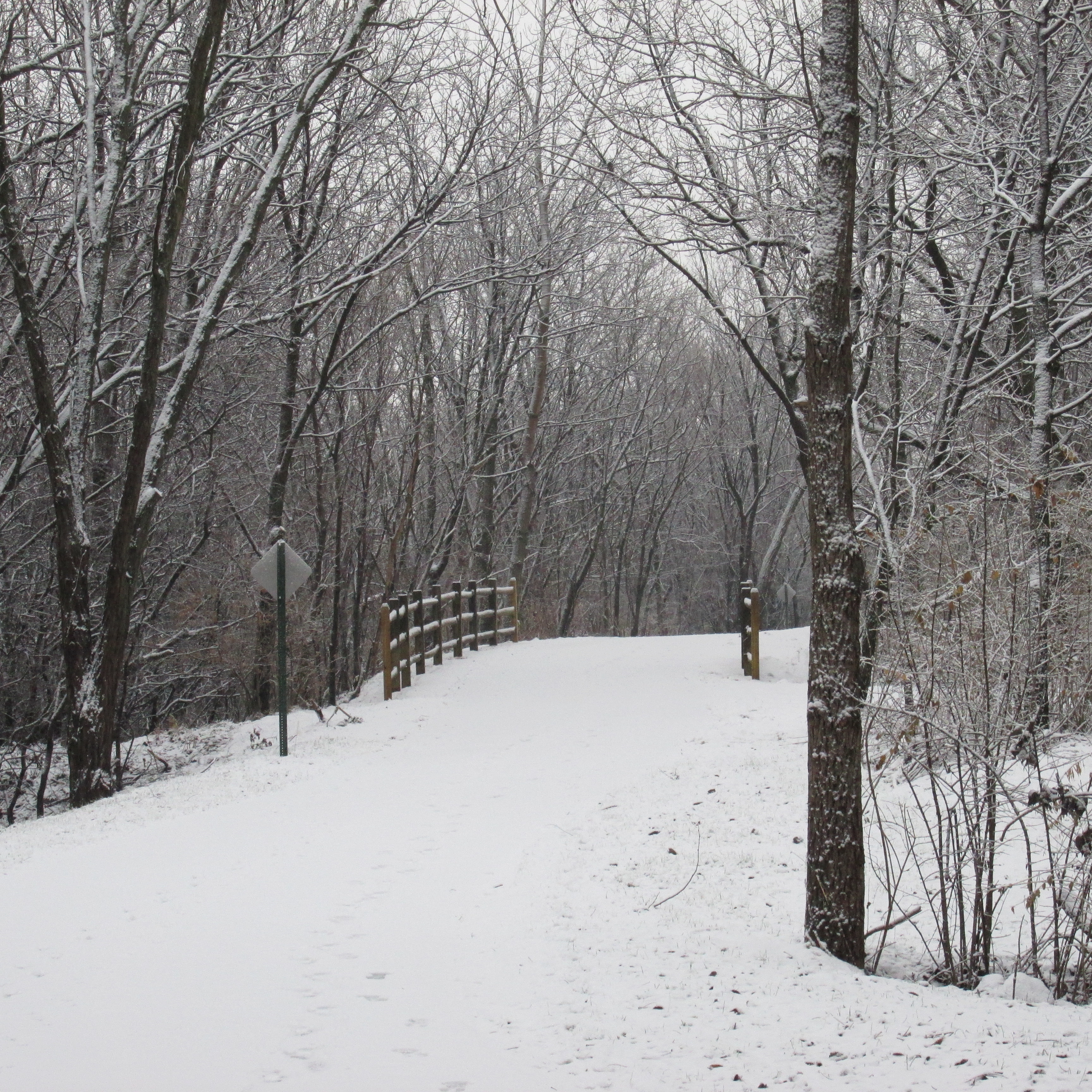 Snowy Walk in the Woods – Little Backyard World