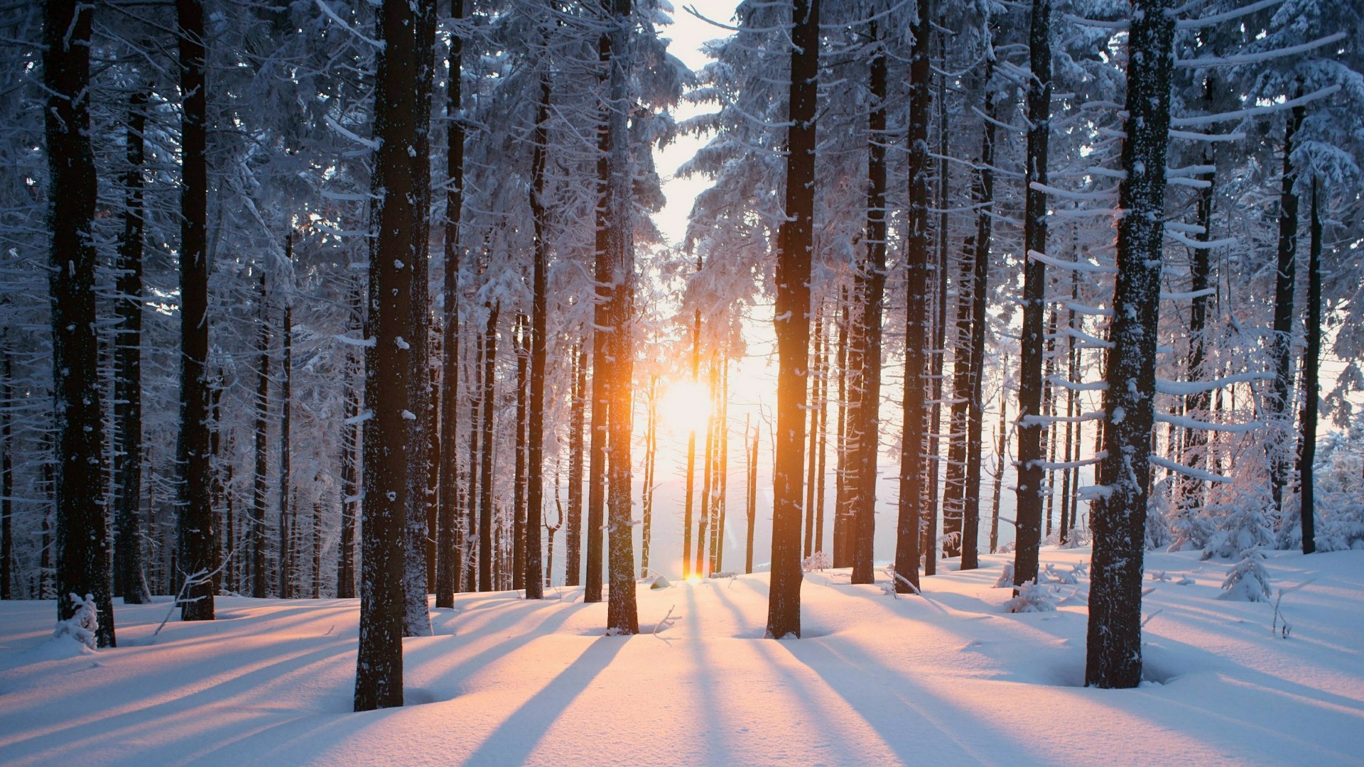 Snowy Winter Forest Wallpaper | Wallpaper Studio 10 | Tens of ...