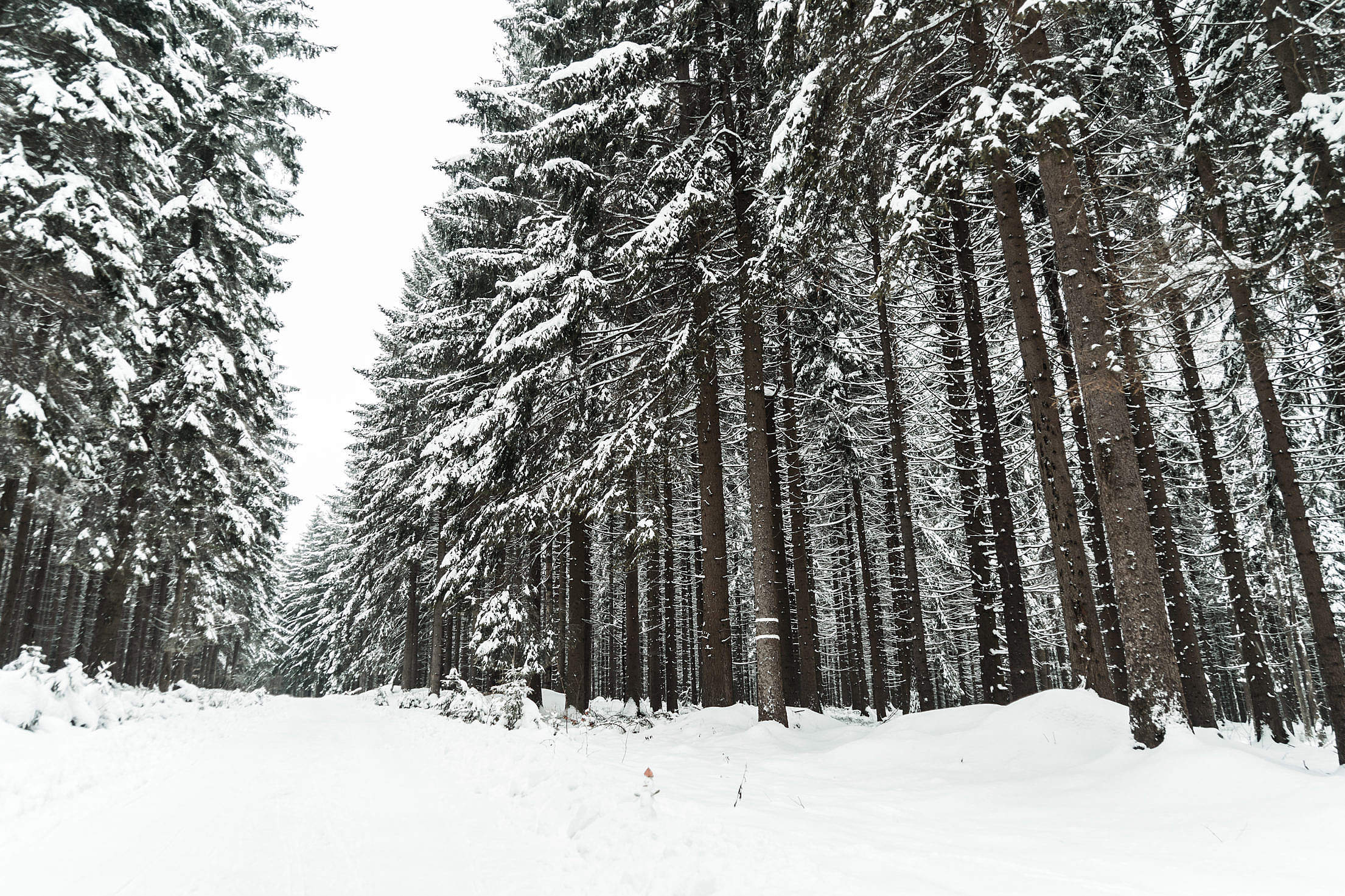 Winter Forest Covered with Snow Free Stock Photo Download | picjumbo