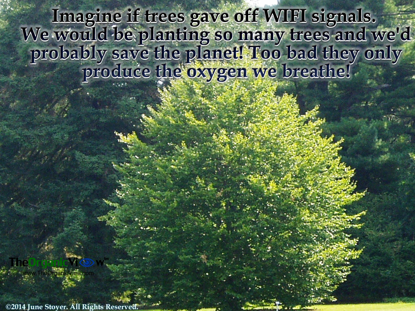 Imagine if trees gave off WIFI signals We would be planting so many ...