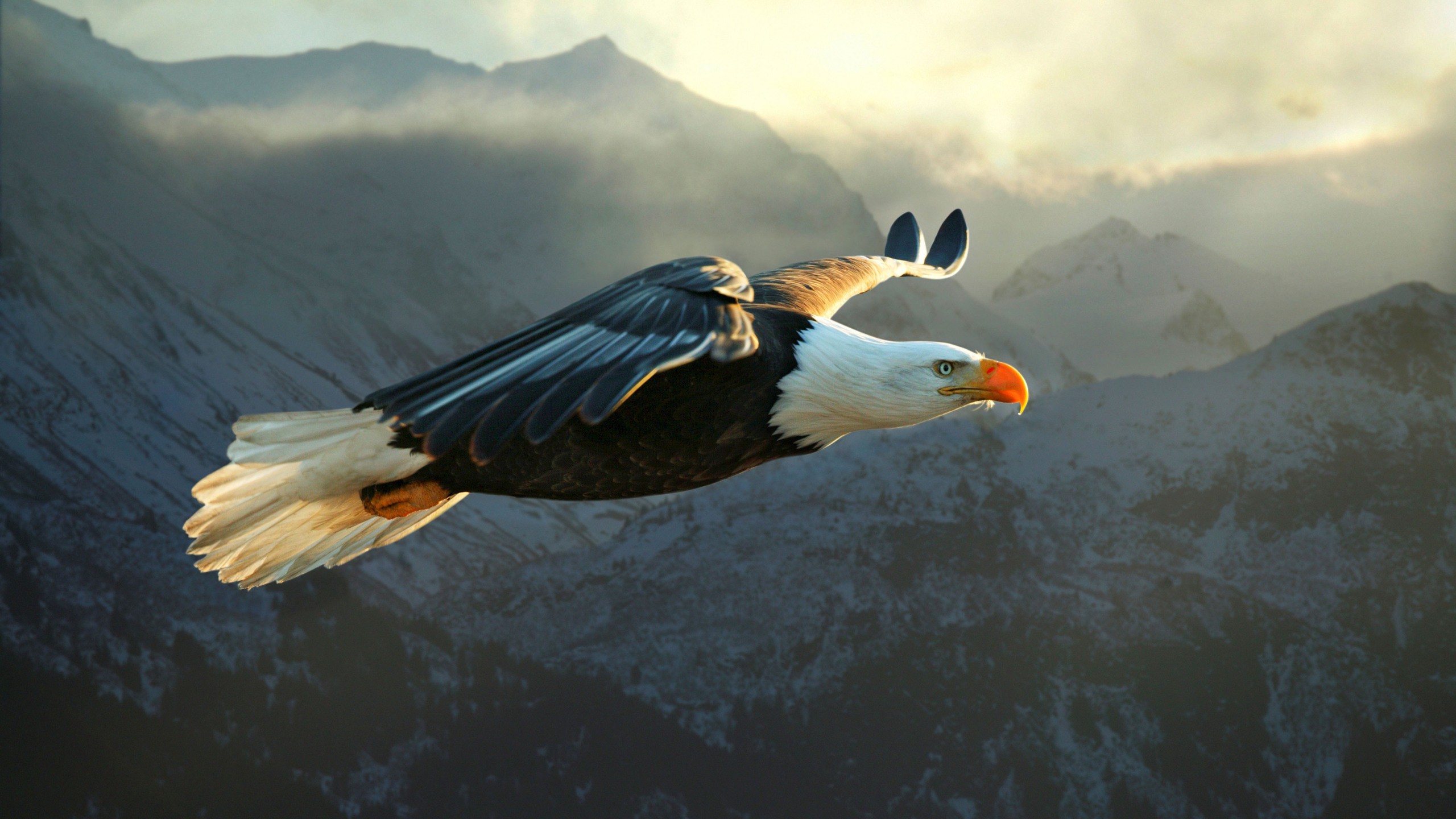 Animals & Birds Eagle Soaring High wallpapers (Desktop, Phone ...