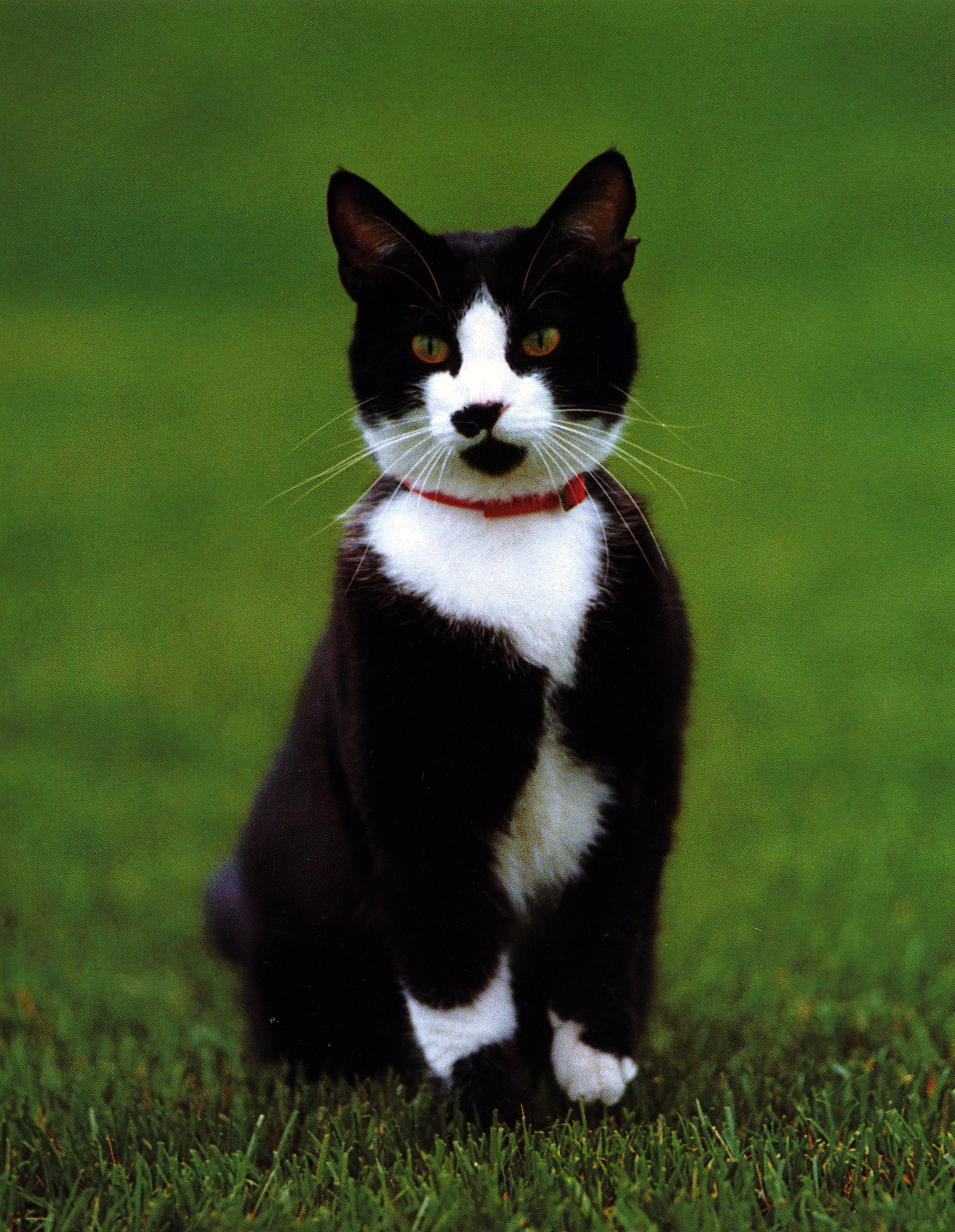 File:Socks the Cat Official Portrait.jpg - Wikimedia Commons