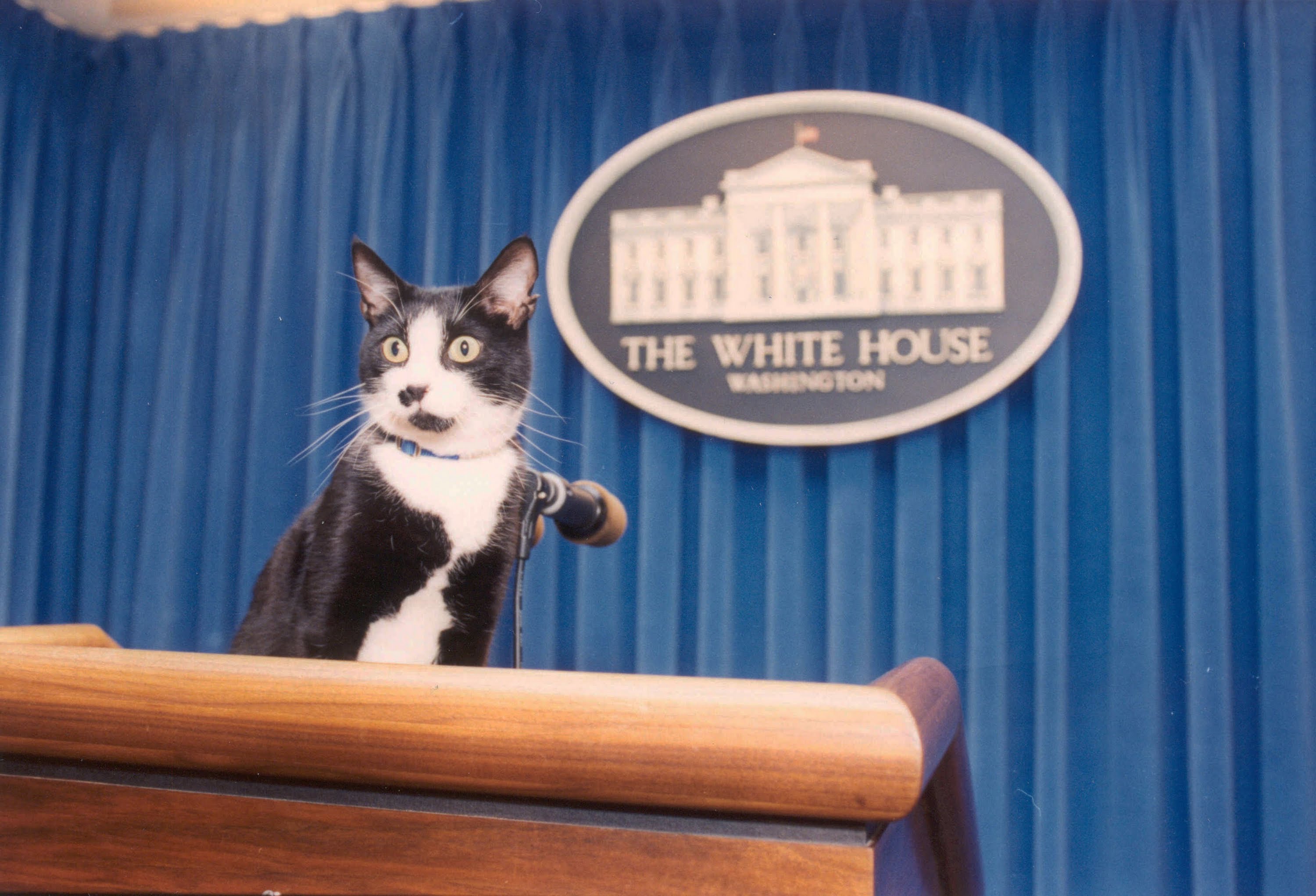 Socks, the Clinton family's cat, prepares for a Museum Cats White ...