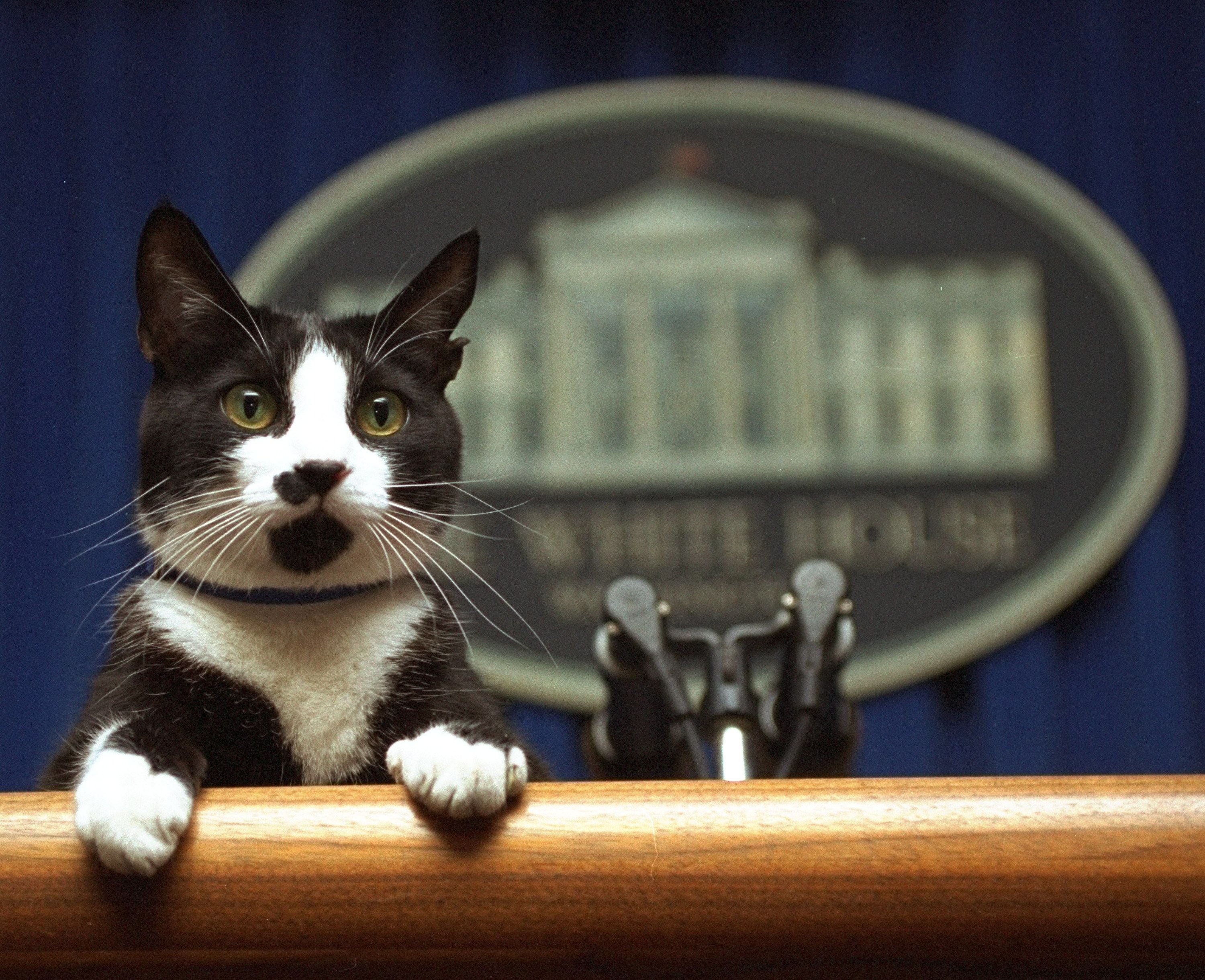 Socks, Clintons' cat at White House, dies | The Spokesman-Review
