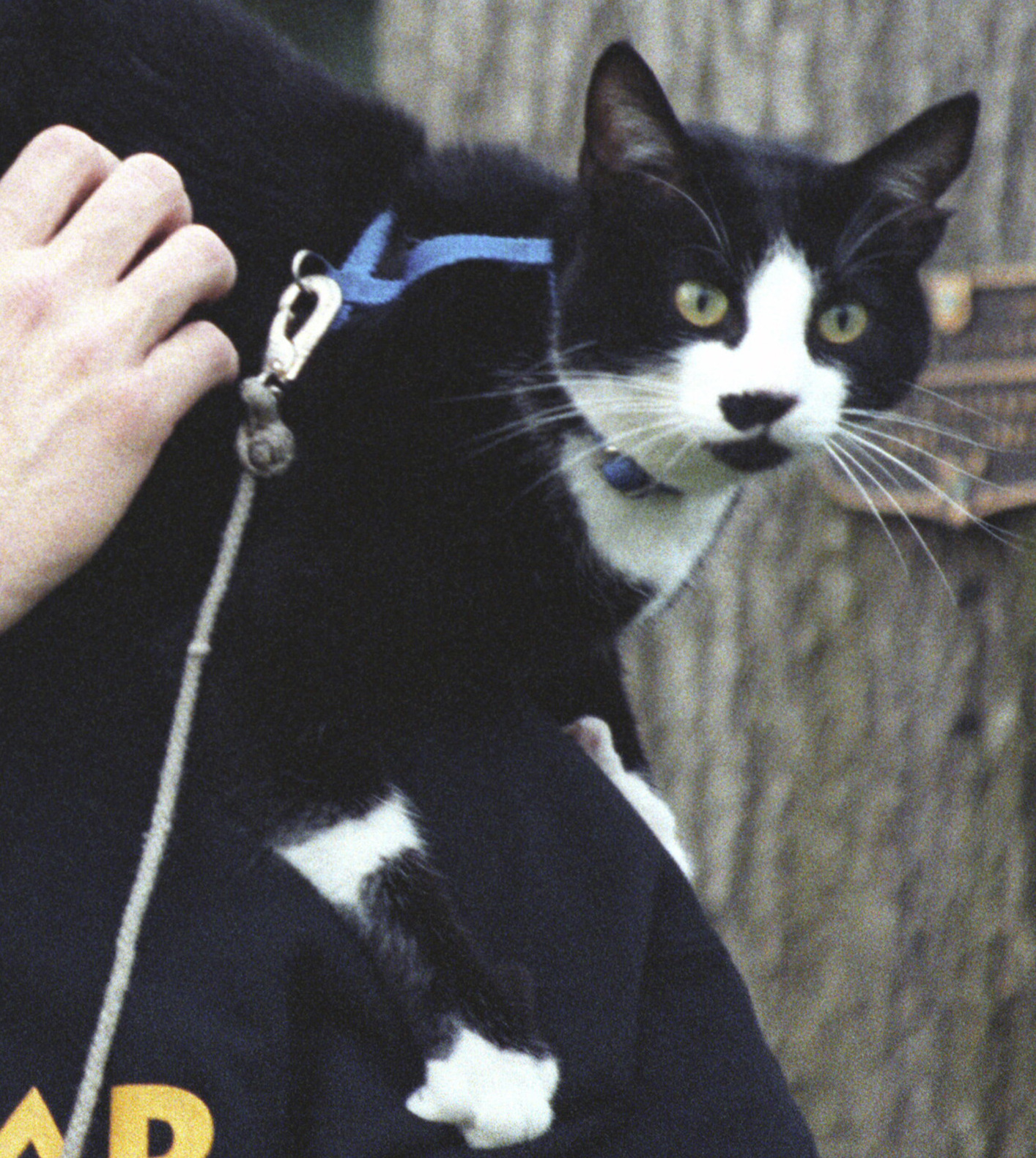 File:Socks the Cat Perched on Clinton's Shoulder- 12-20-1993 ...