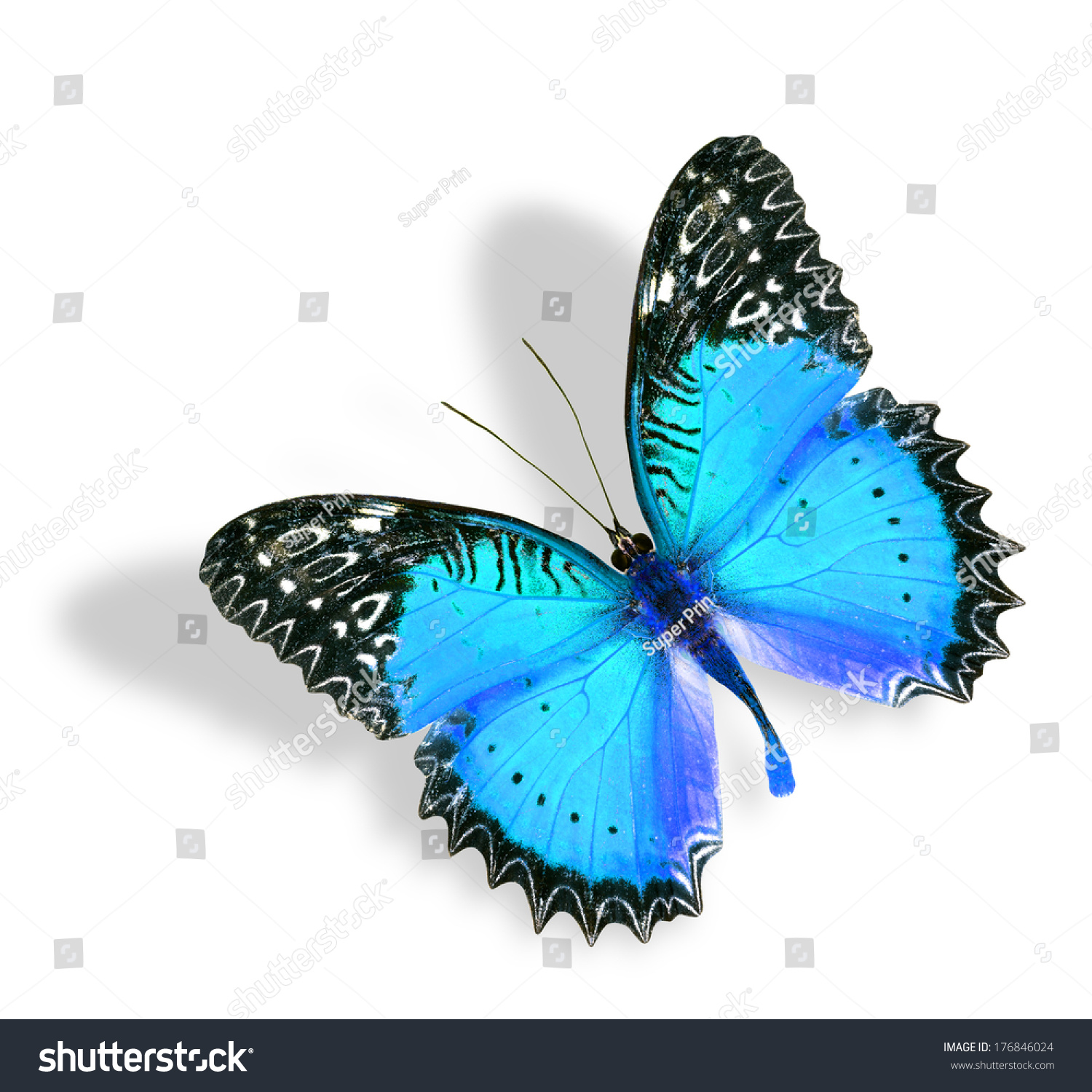 Blue Butterfly Flying Soft Shadow Isolated Stock Photo (Royalty Free ...