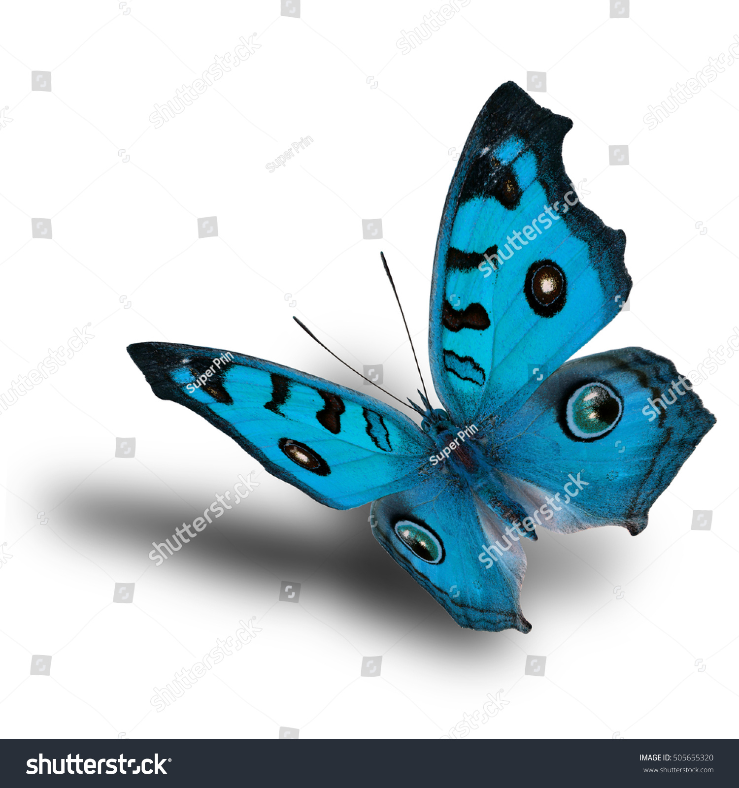 Beautiful Flying Fancy Pale Blue Butterfly Stock Photo (Royalty Free ...