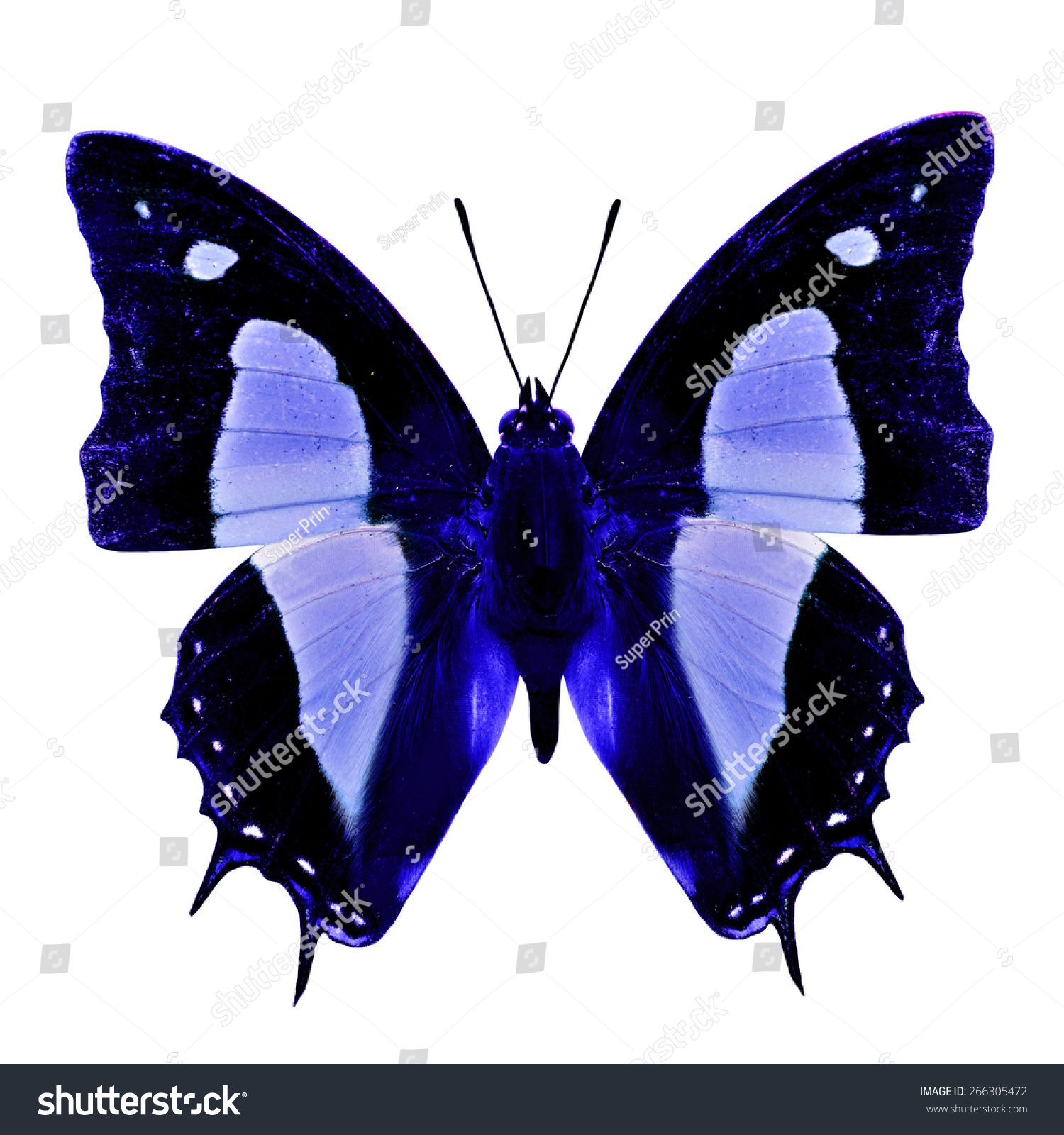 Beautiful Blue Butterfly Isolated On White Stock Photo 266305472 ...