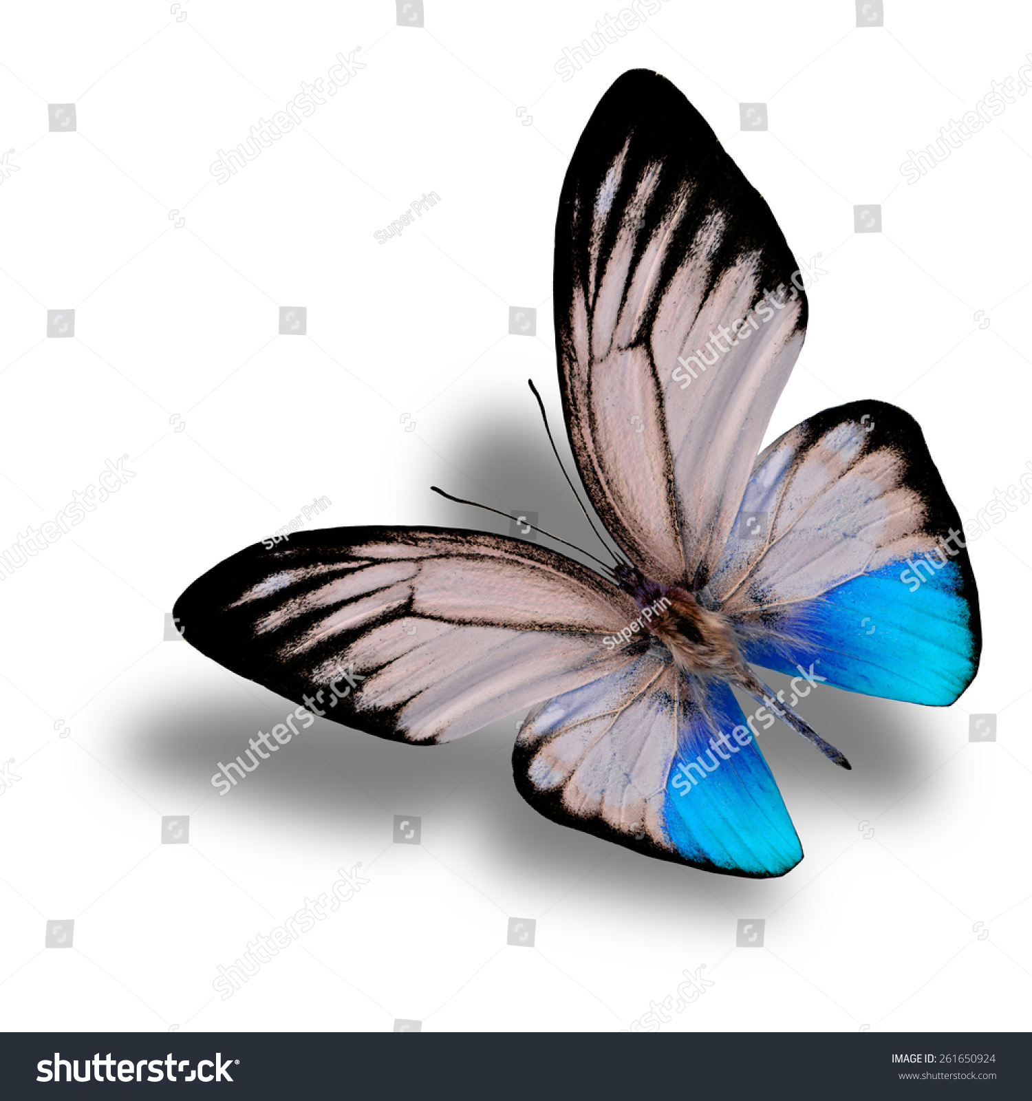 Beautiful Flying Light Blue Butterfly Orange Stock Photo 261650924 ...