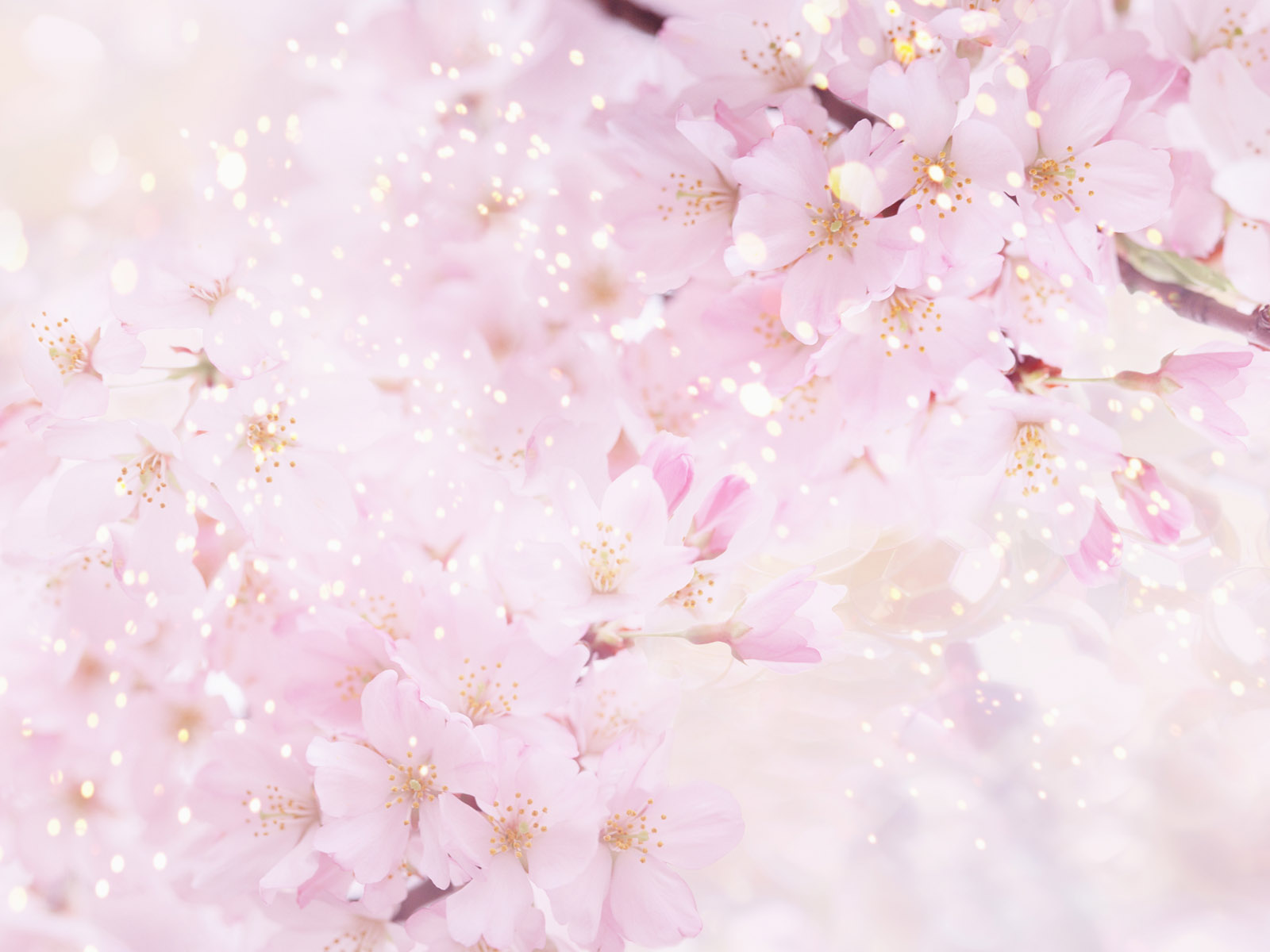Soft flower background photo