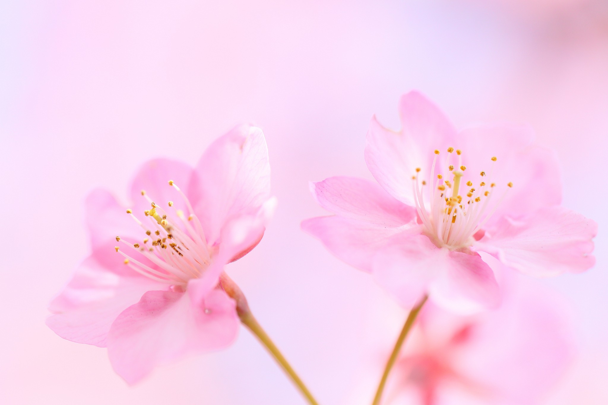 Soft flowers photo