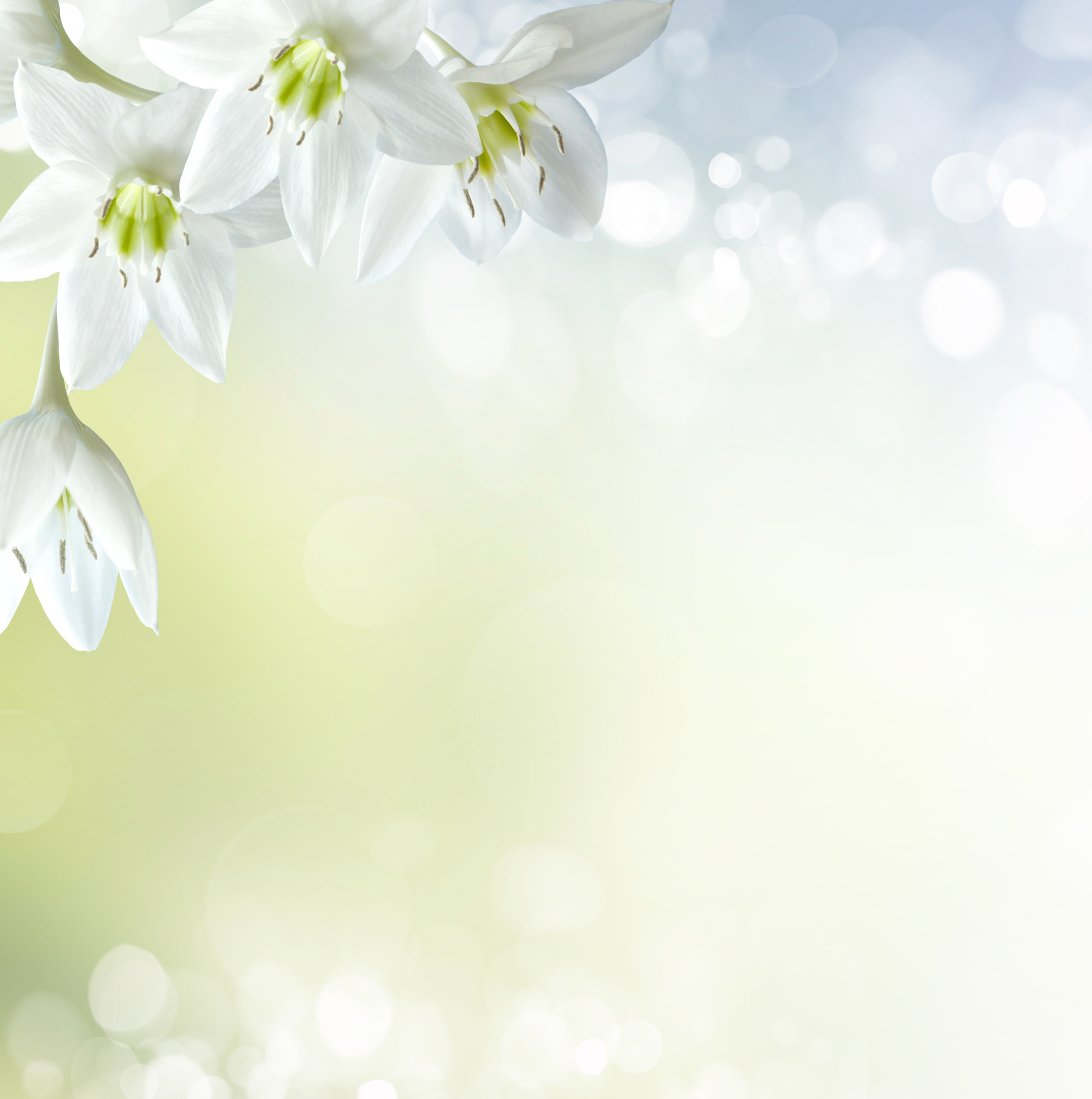 Soft White Floral Background | Gallery Yopriceville - High-Quality ...