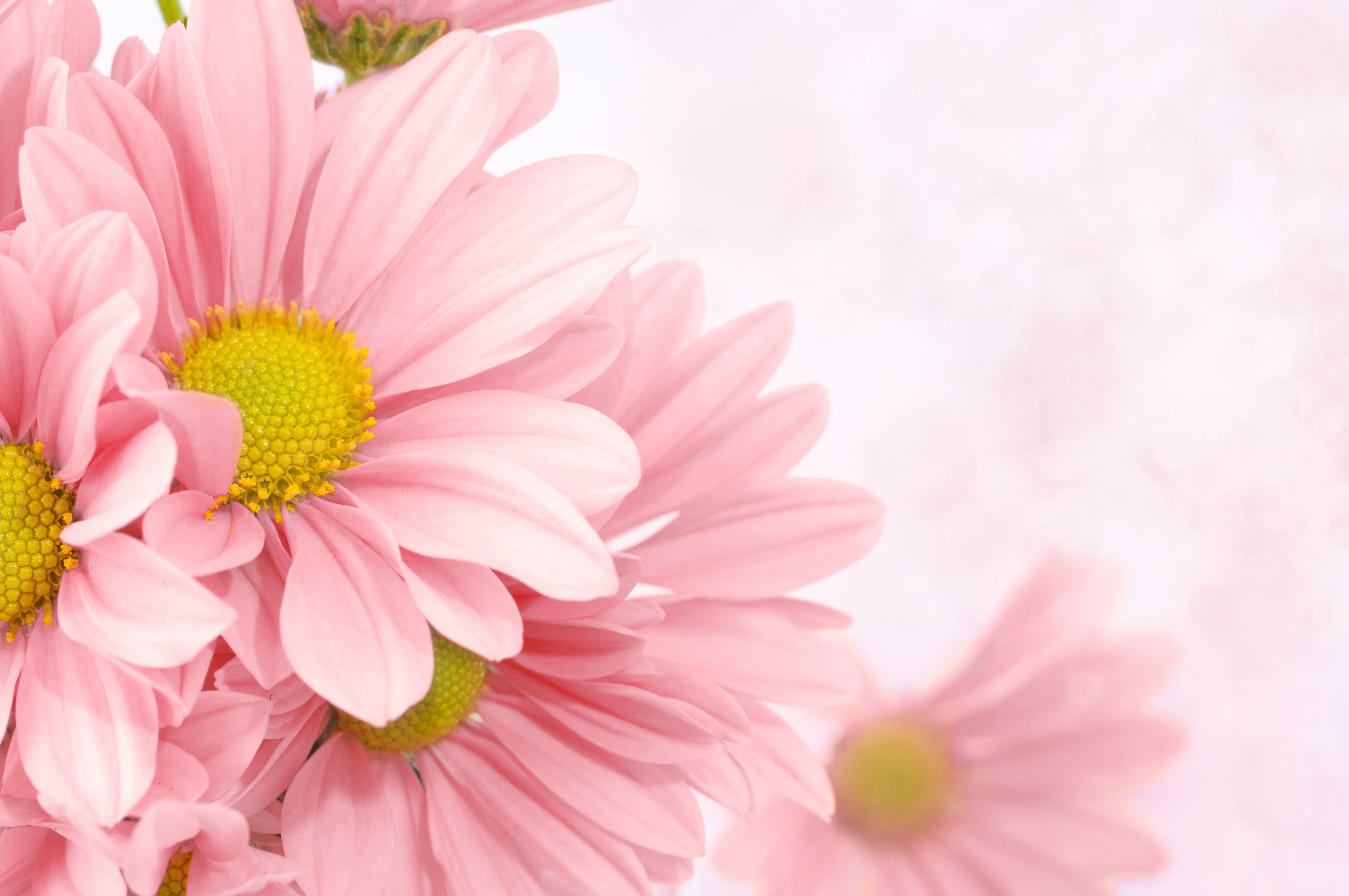 Soft Pink Floral Background | Backgrounds ☼ in [Colour/Patterns ...