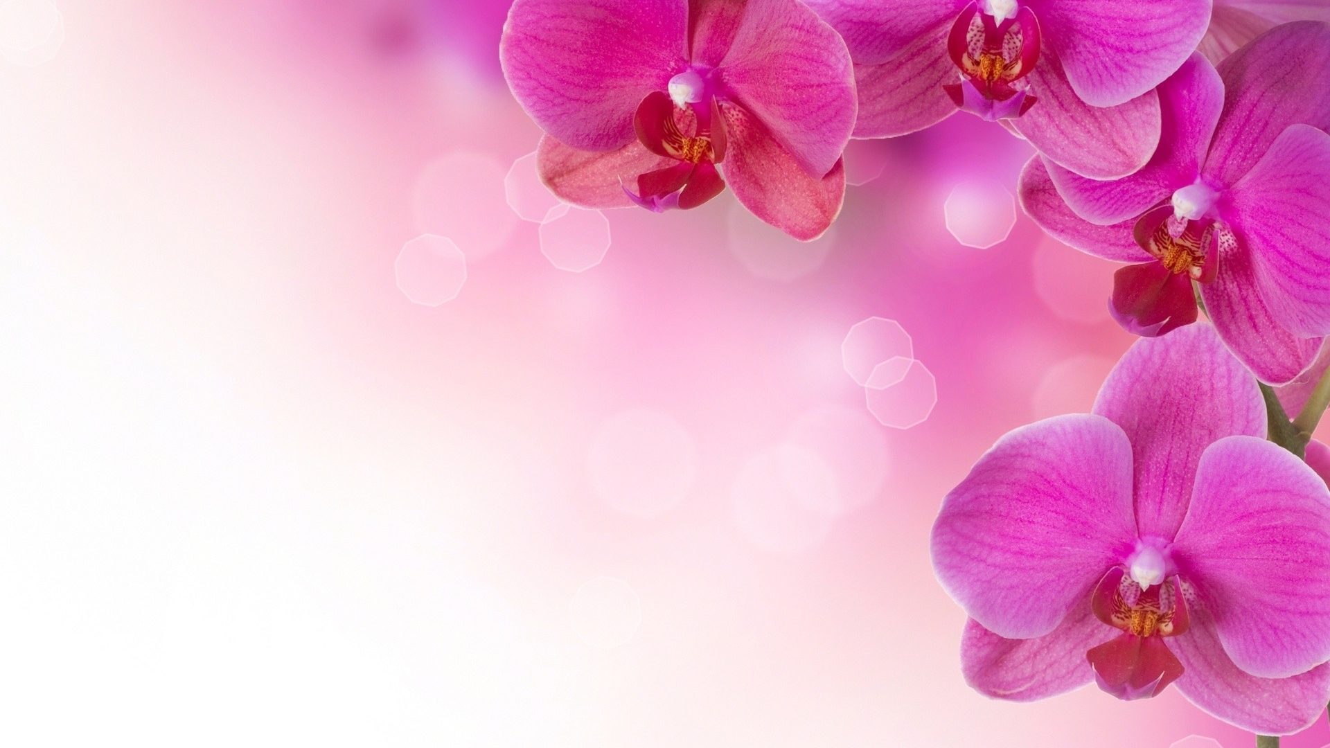 Soft Tag wallpapers: Flowers Pink Abstract Soft Wallpaper Hd Black ...