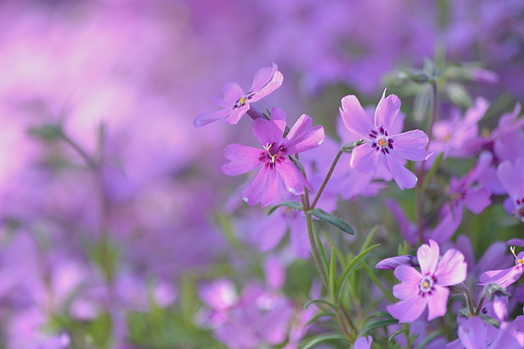 Flower: Purple Intoxication Flowers Garden Soft Flower Wallpaper ...