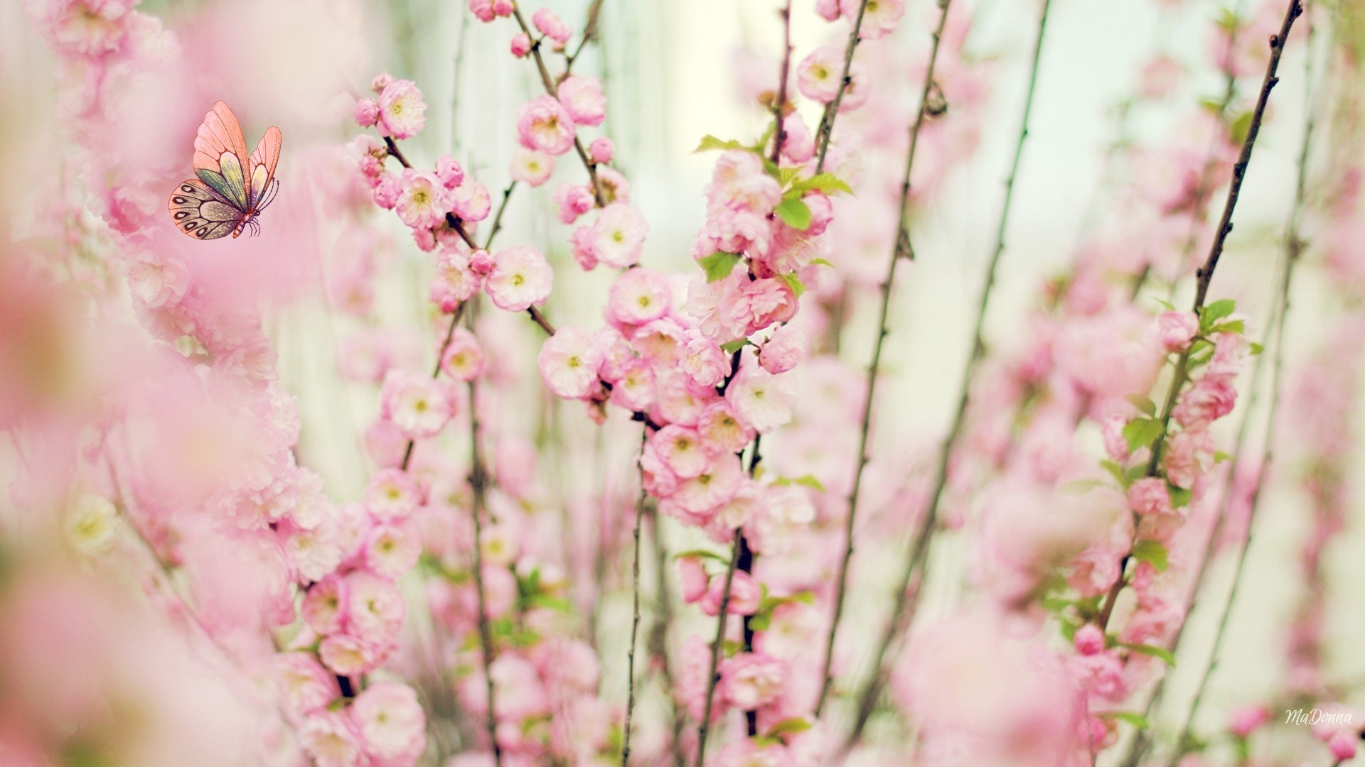Flowers: Blooms Blossoms Dainty Pink Spring Fragrant Flowers Tiny ...