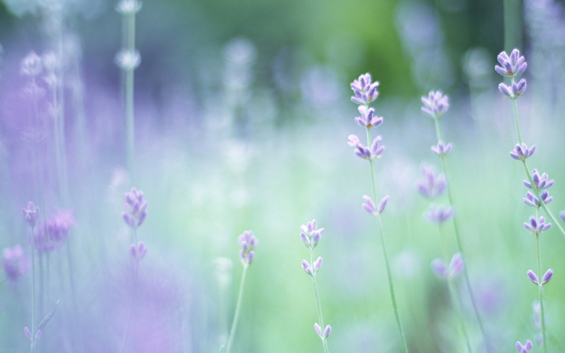 Soft Focus Flower Photography (Vol.03) : Pure Sweet Wideflowers ...