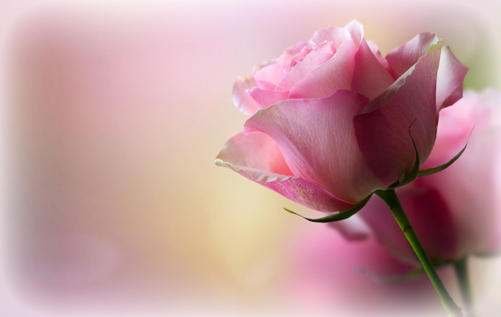 Flower: Romantic Softness Pink Roses Petals Sweetness Romance ...