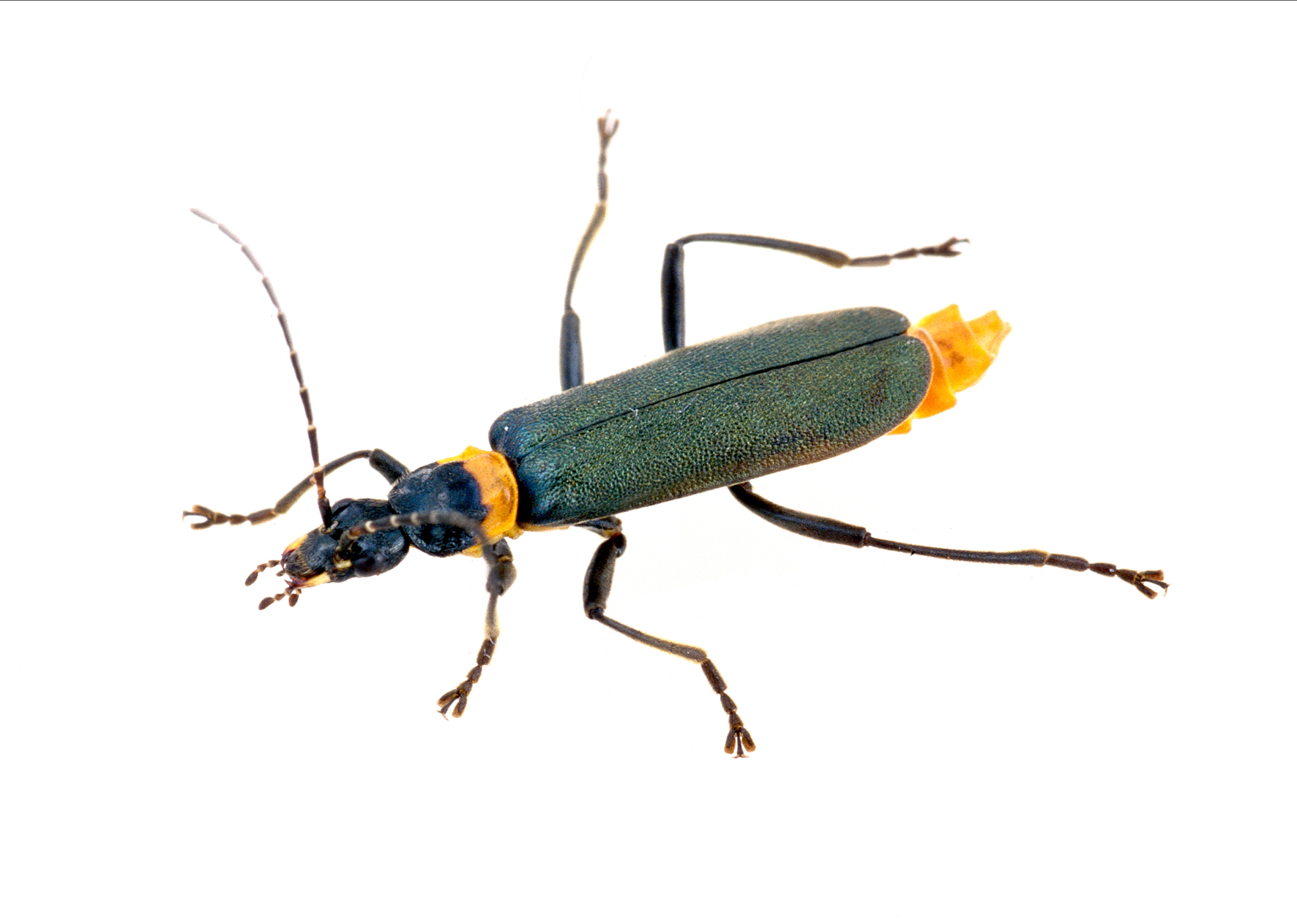The Plague Soldier Beetle isn't nearly as bad as it sounds - CSIROscope